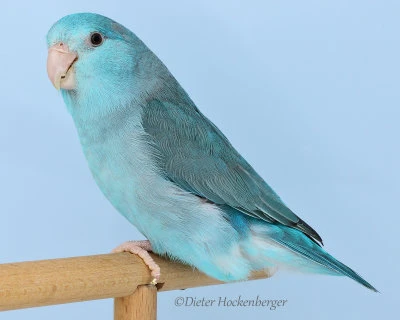 Nabízím nepříbuzný pár kobalt x modrá oba štěpí na lutino