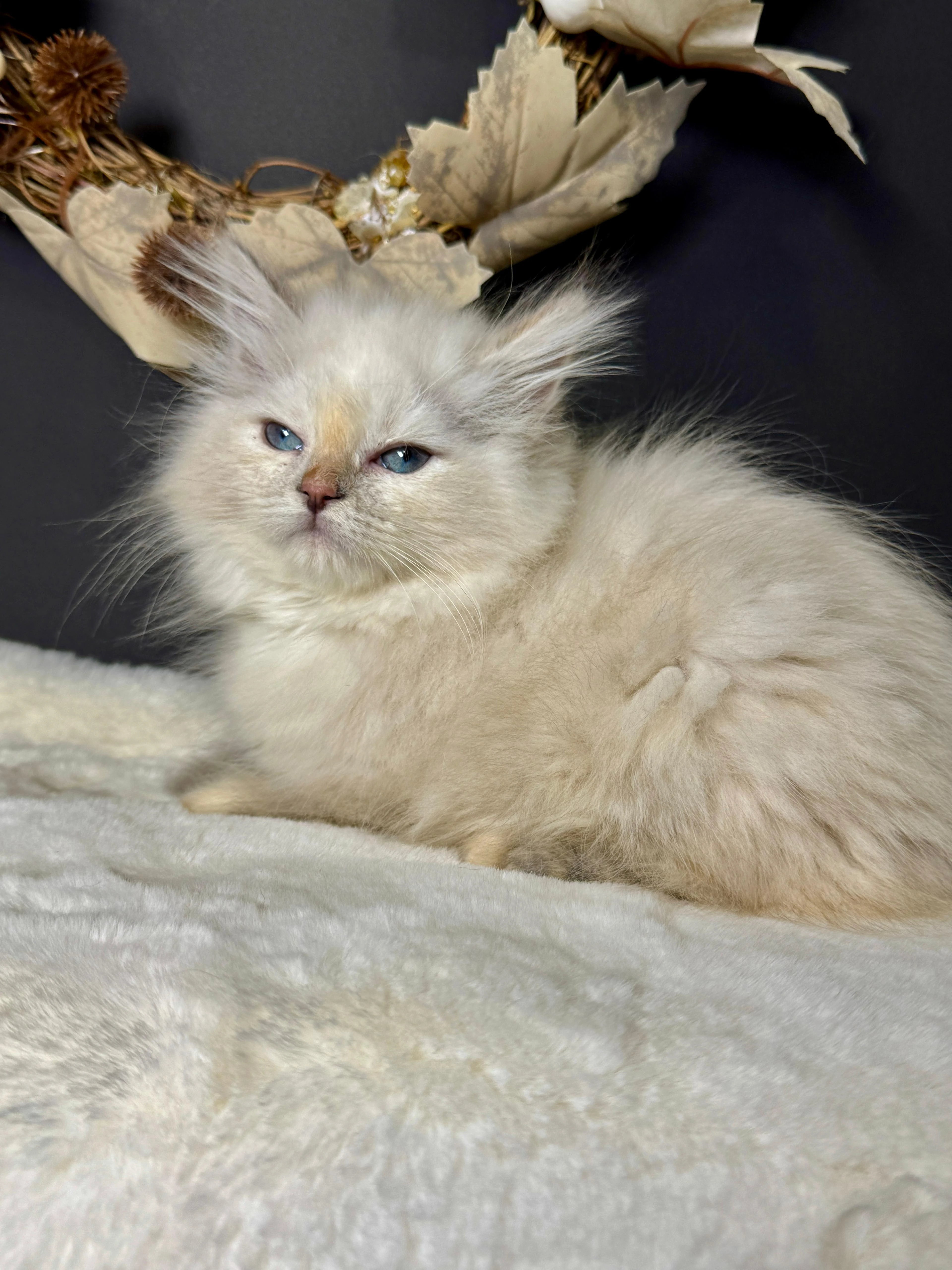 Sibiřská kočka s PP – kočička Imperia