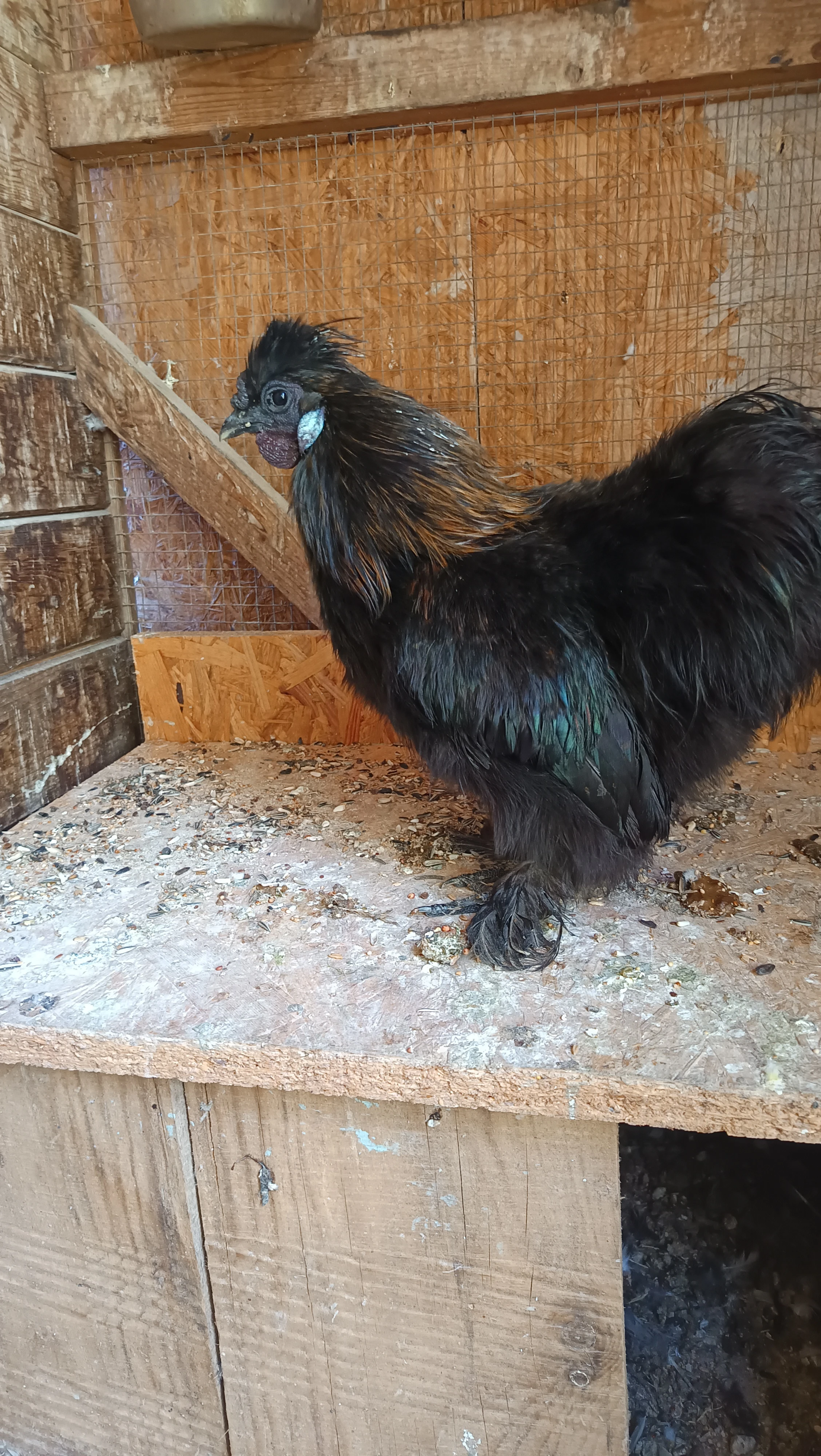 Letošní kohout - hedvábnička velká