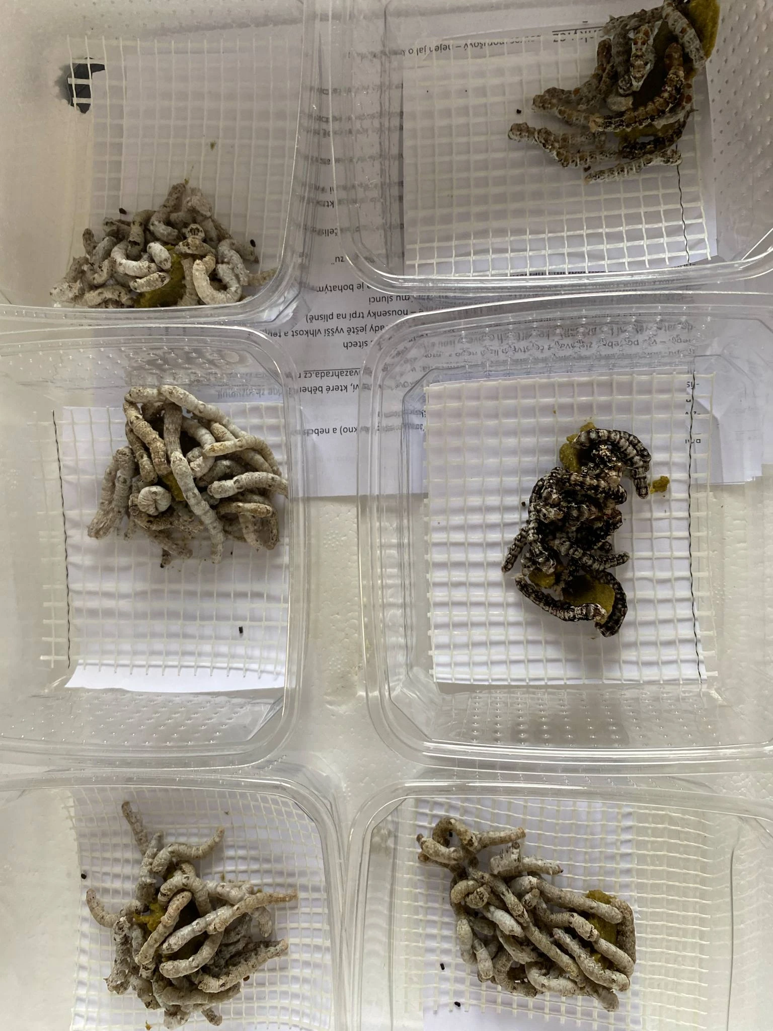 Bourec morušový (Bombyx mori)