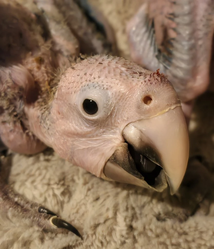 Ara zelenokřídlý (Ara chloroptera)