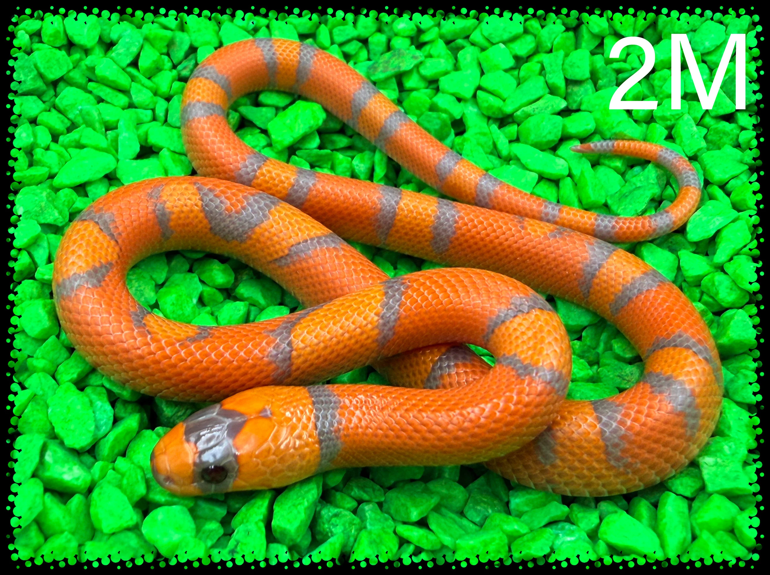 Lampropeltis Hondurensis Hypo Tangerine