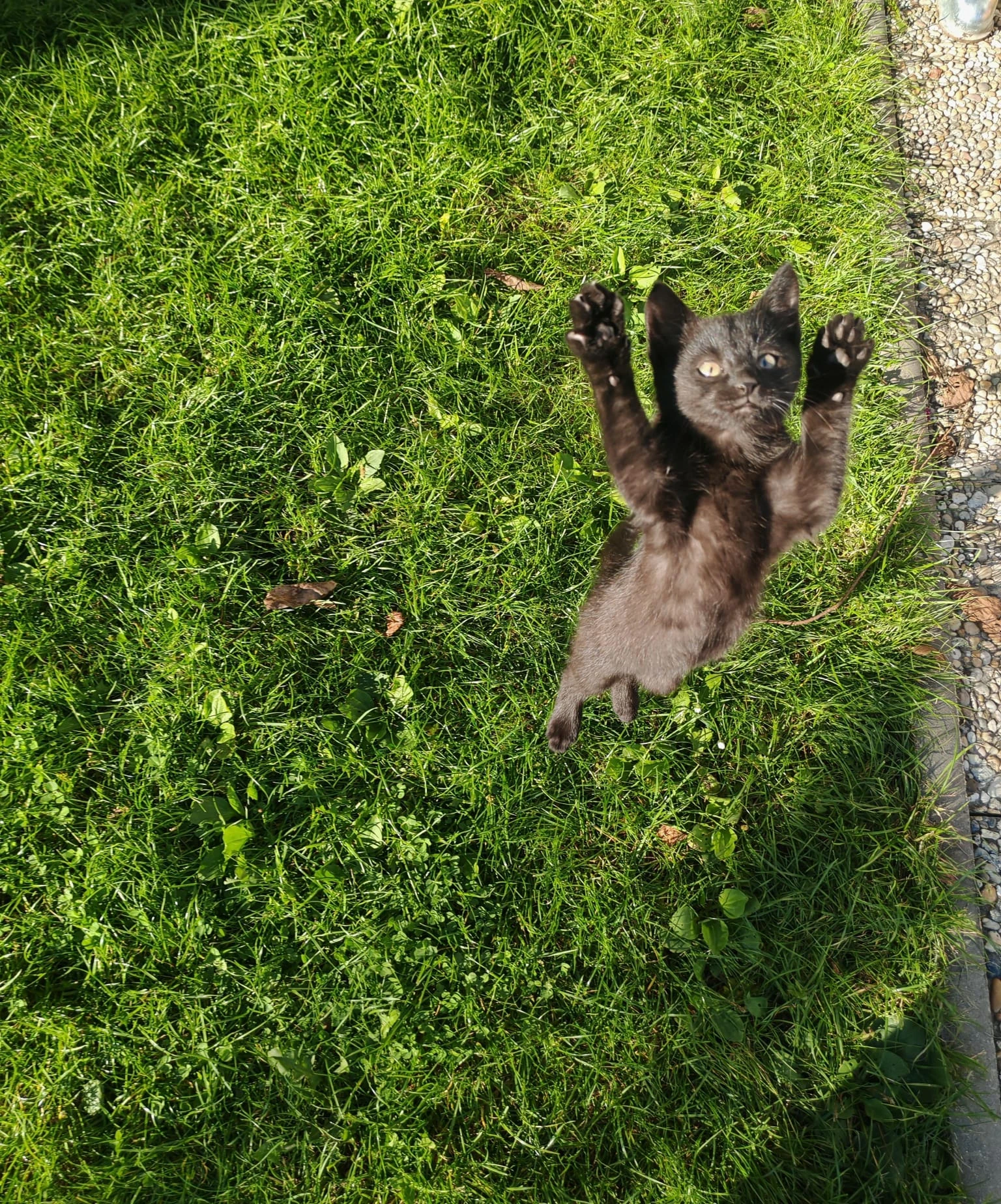 Darujeme krásná koťatka