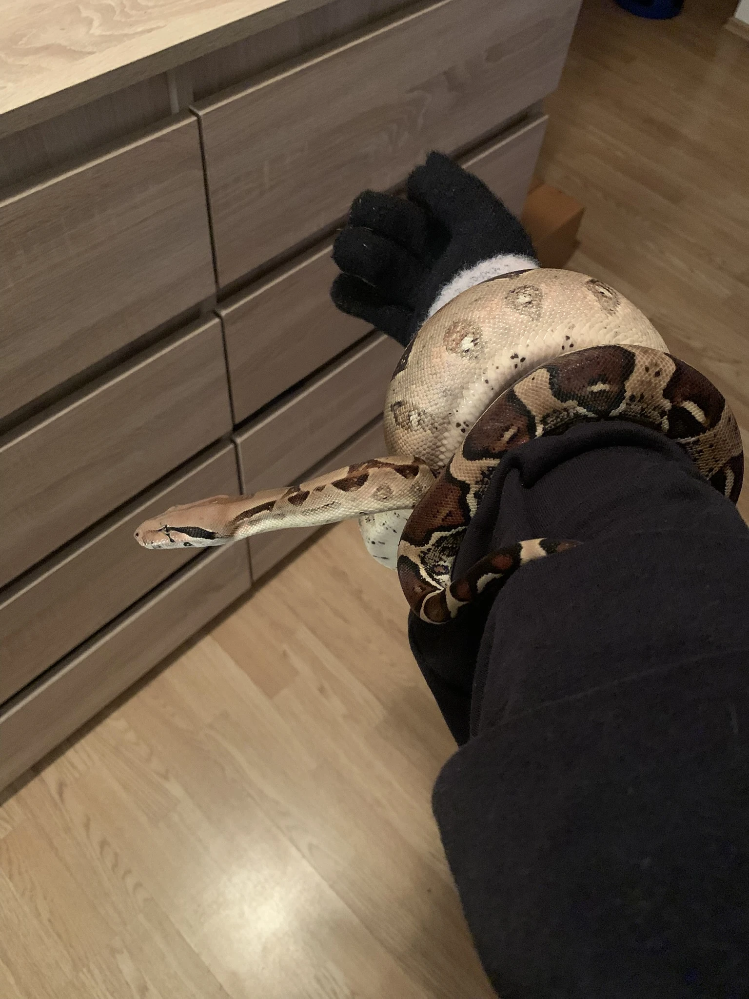 Hroznýš královský i s terárkem