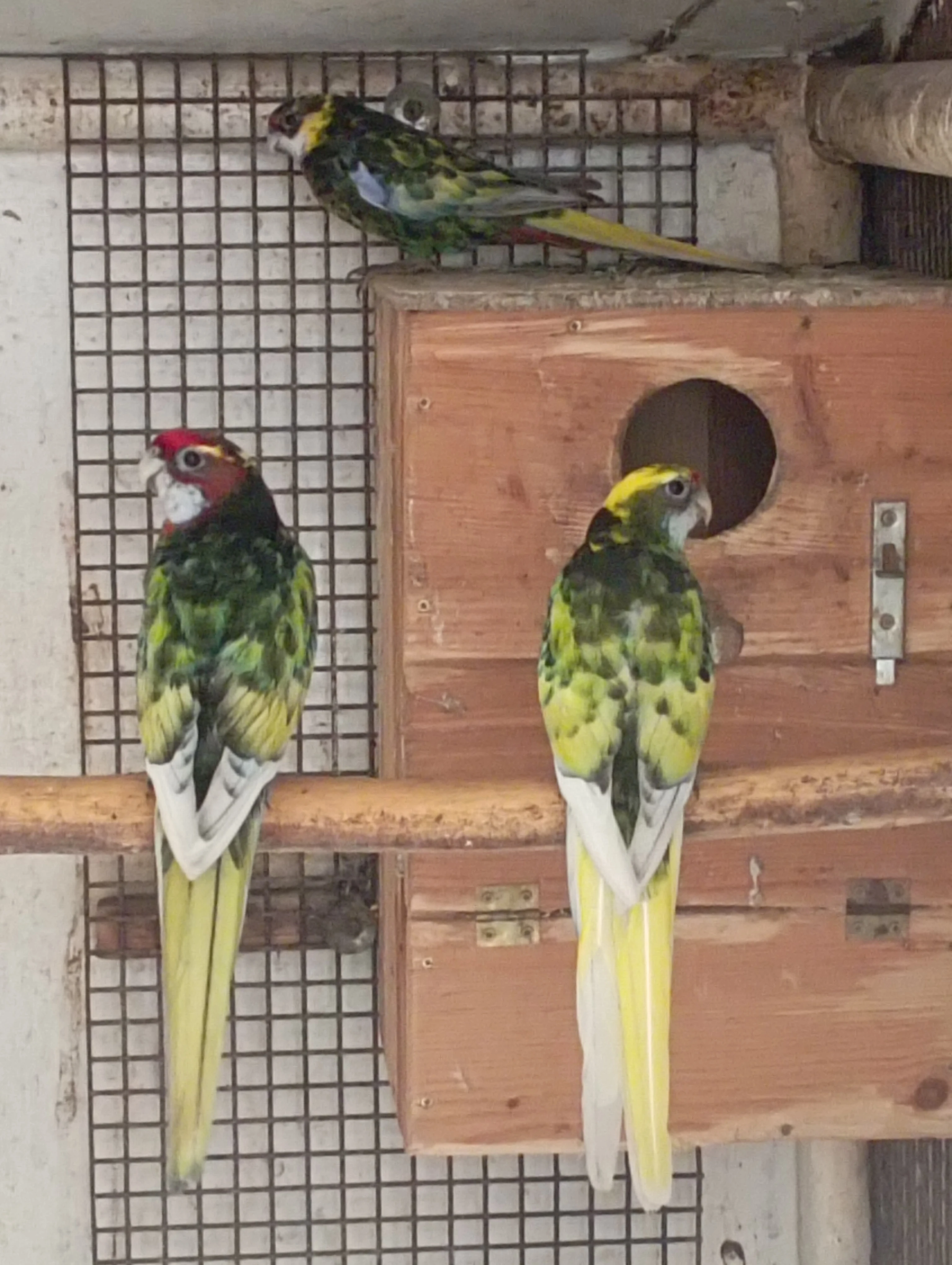 Rosela pestrá černo modrá