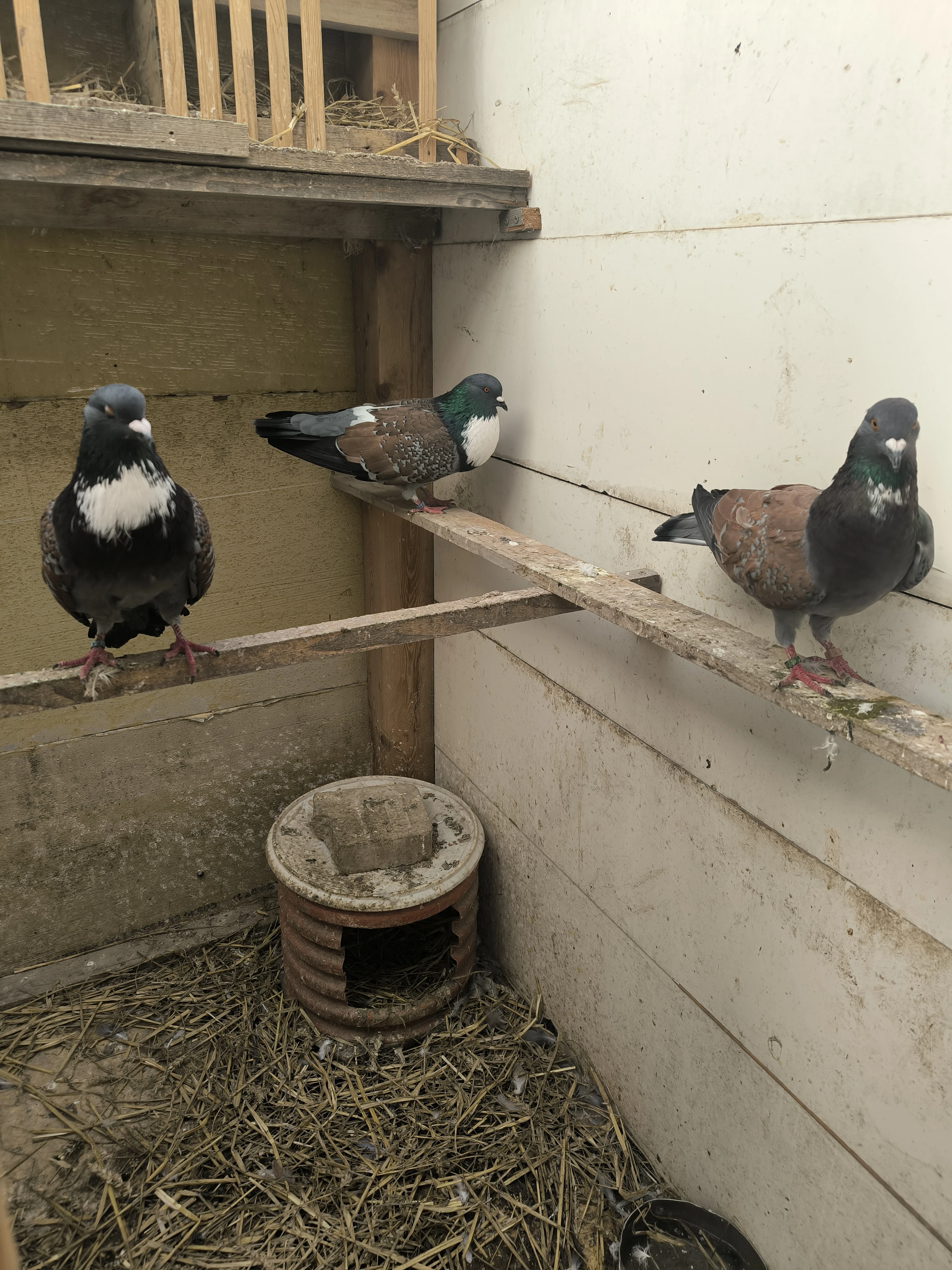 Košoa modrý bronzově krapatý