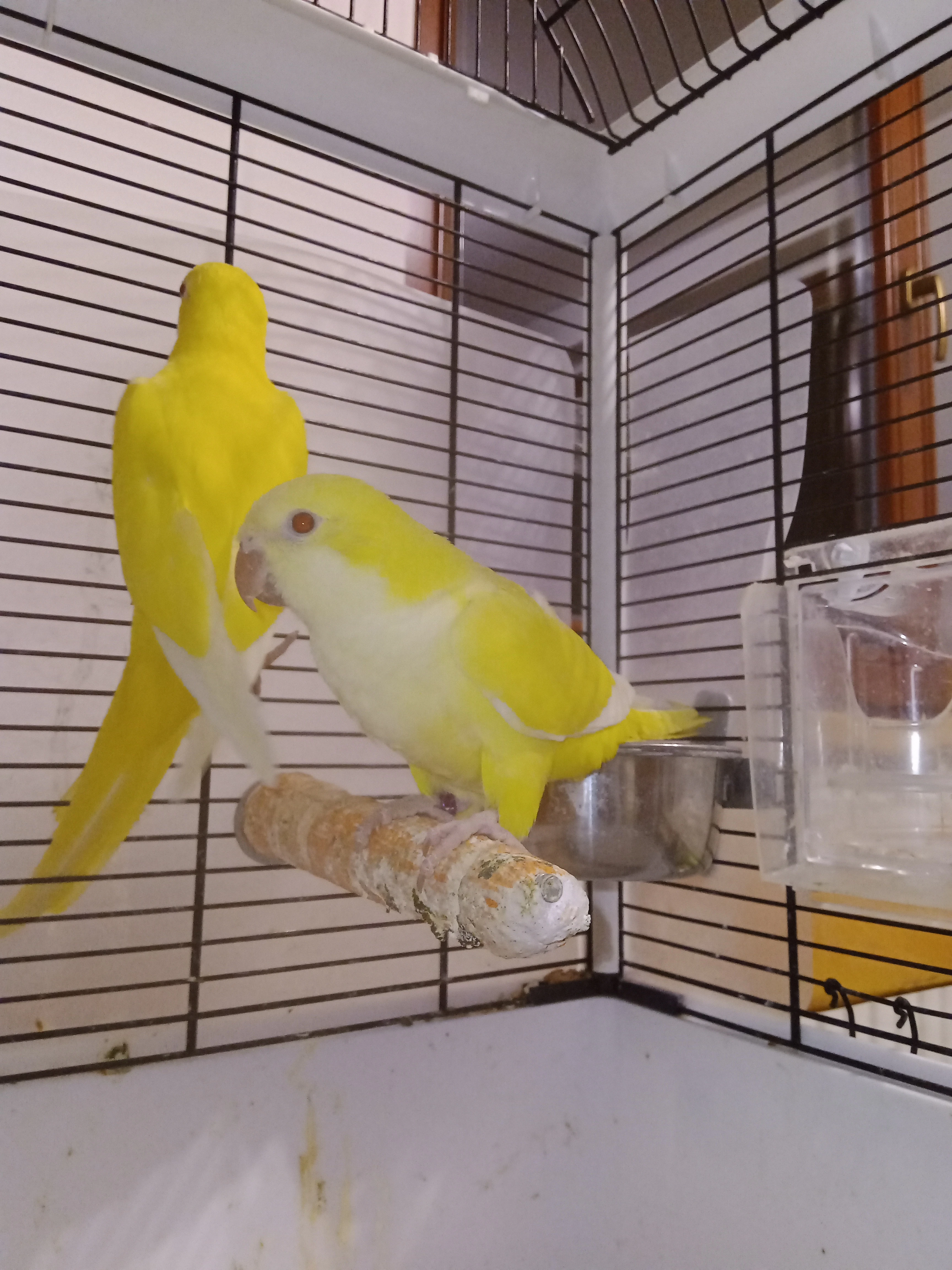 Mníšek šedý lutino