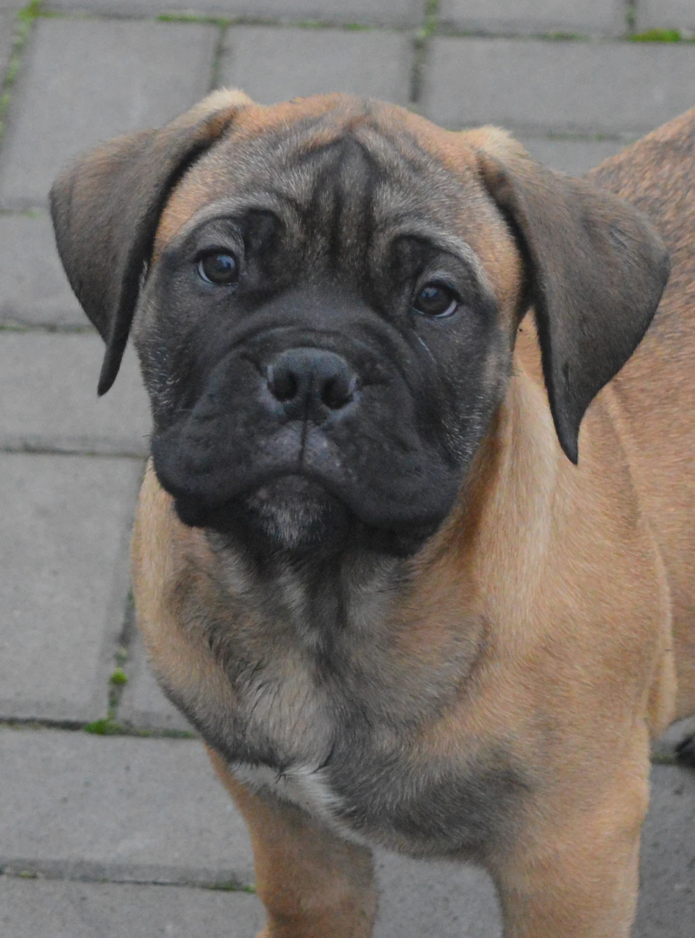 Bullmastiff, Bullmastif, Bulmastif