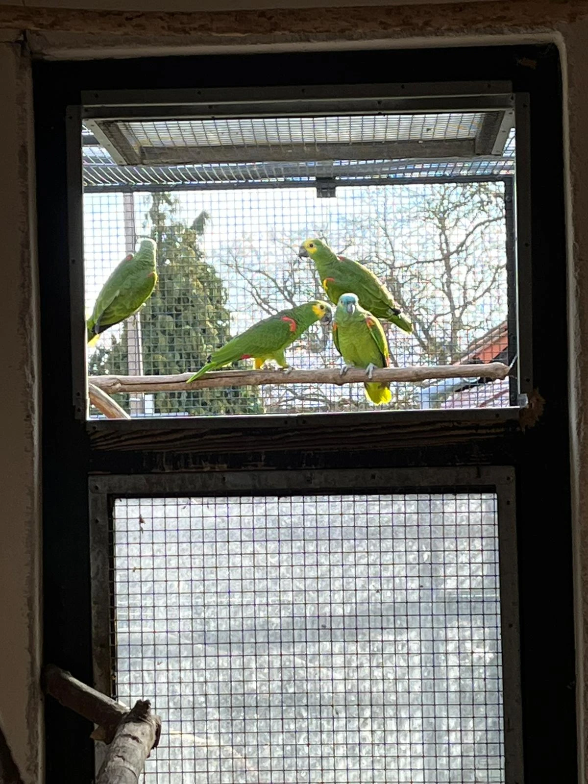 Amazoňan modročelý