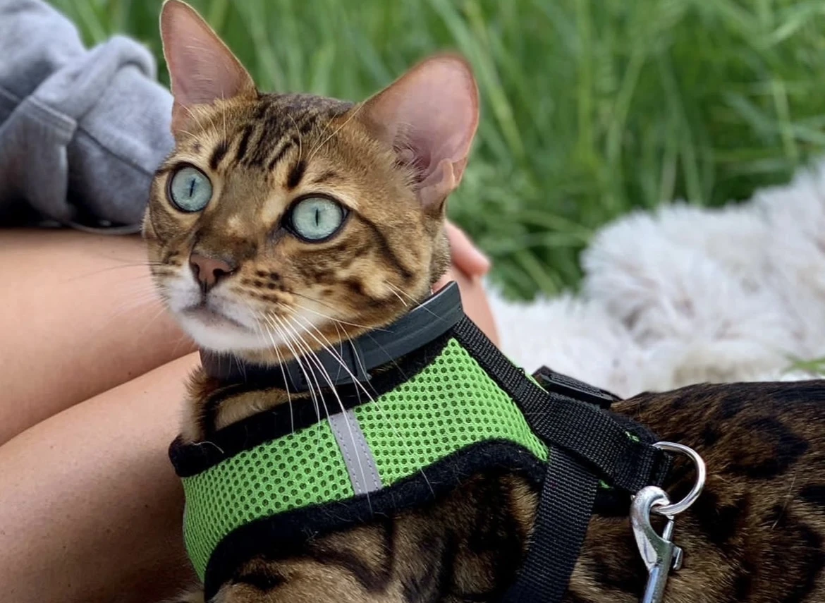 Bengálská kočka,bengálské koťátko