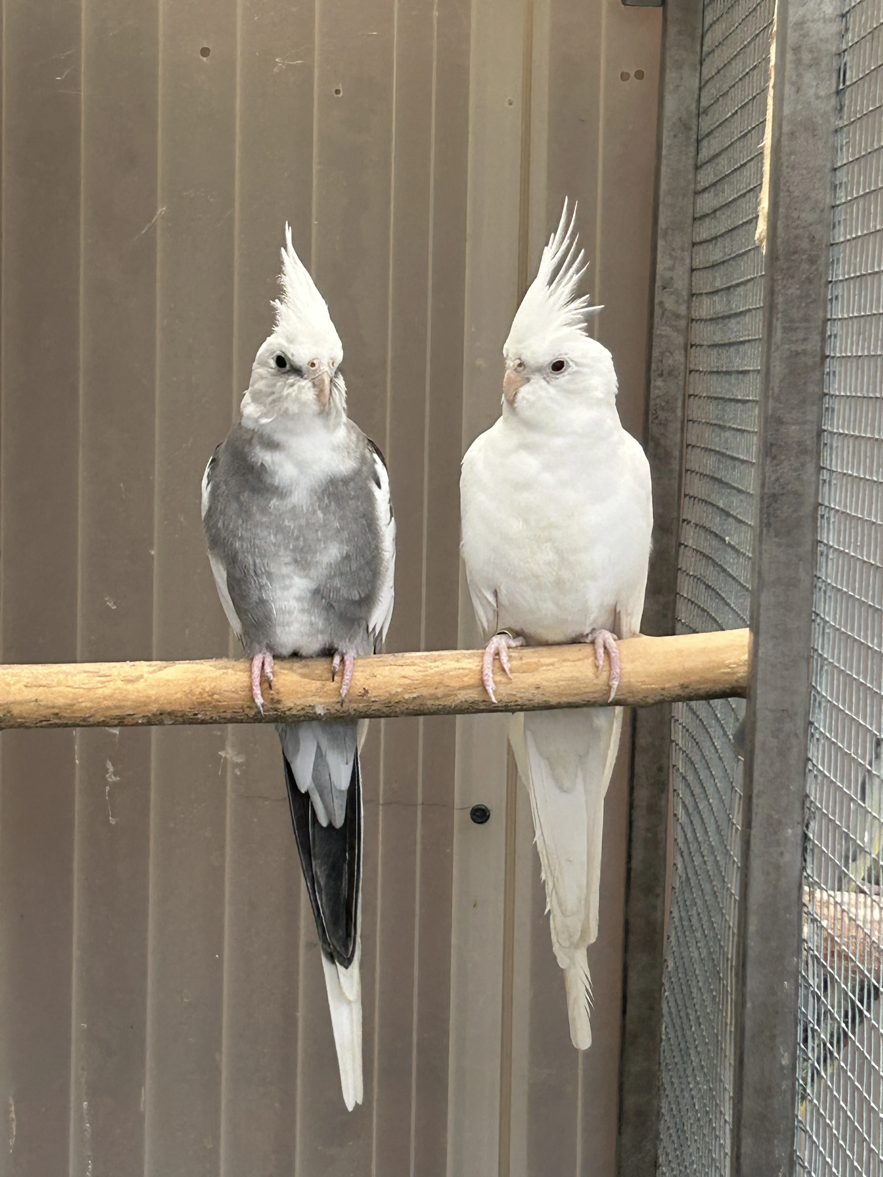 Chovný pár Korela bělohlavá