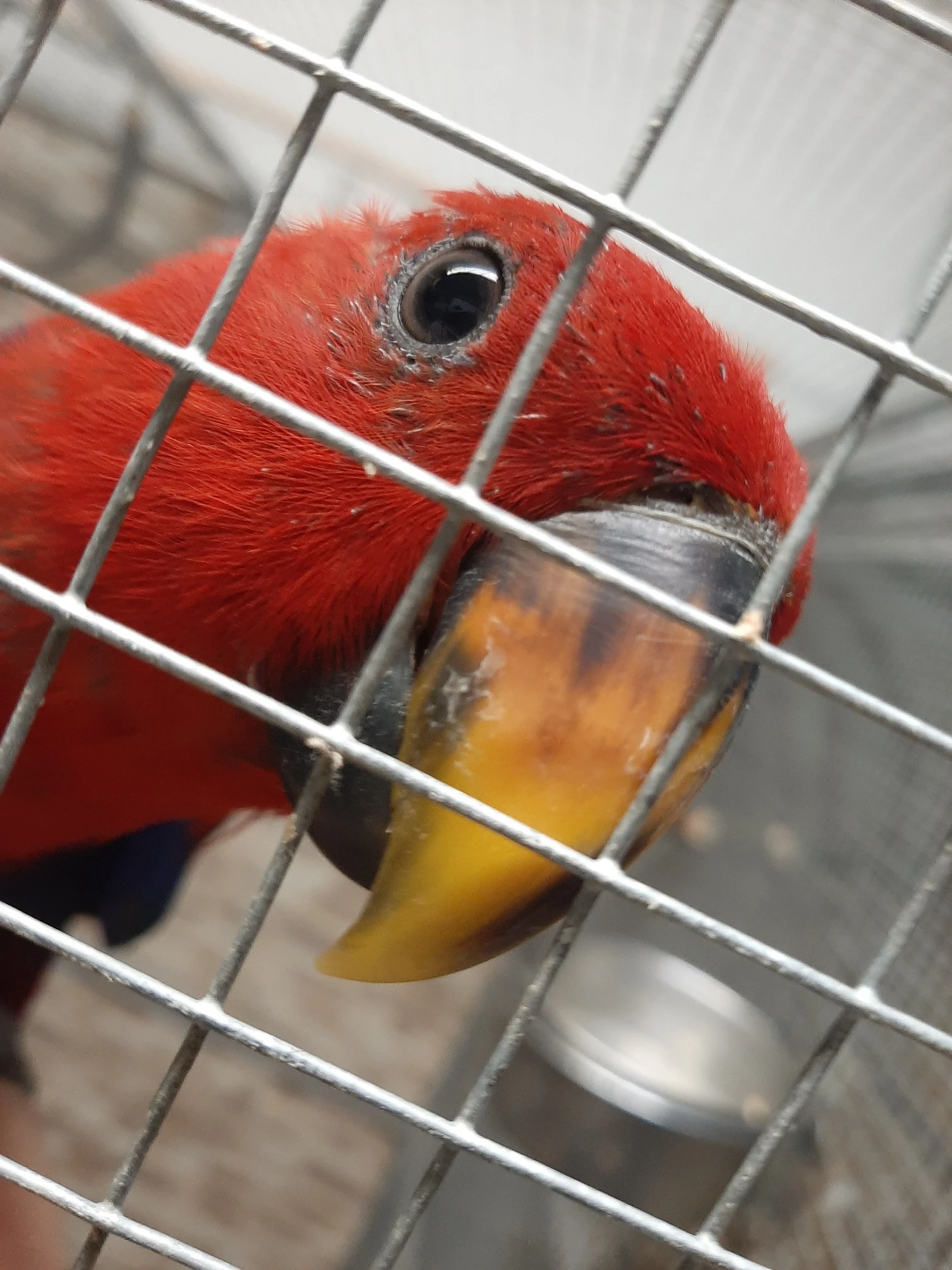 Nepříbuzný pár, ručně dokrmená mláďata