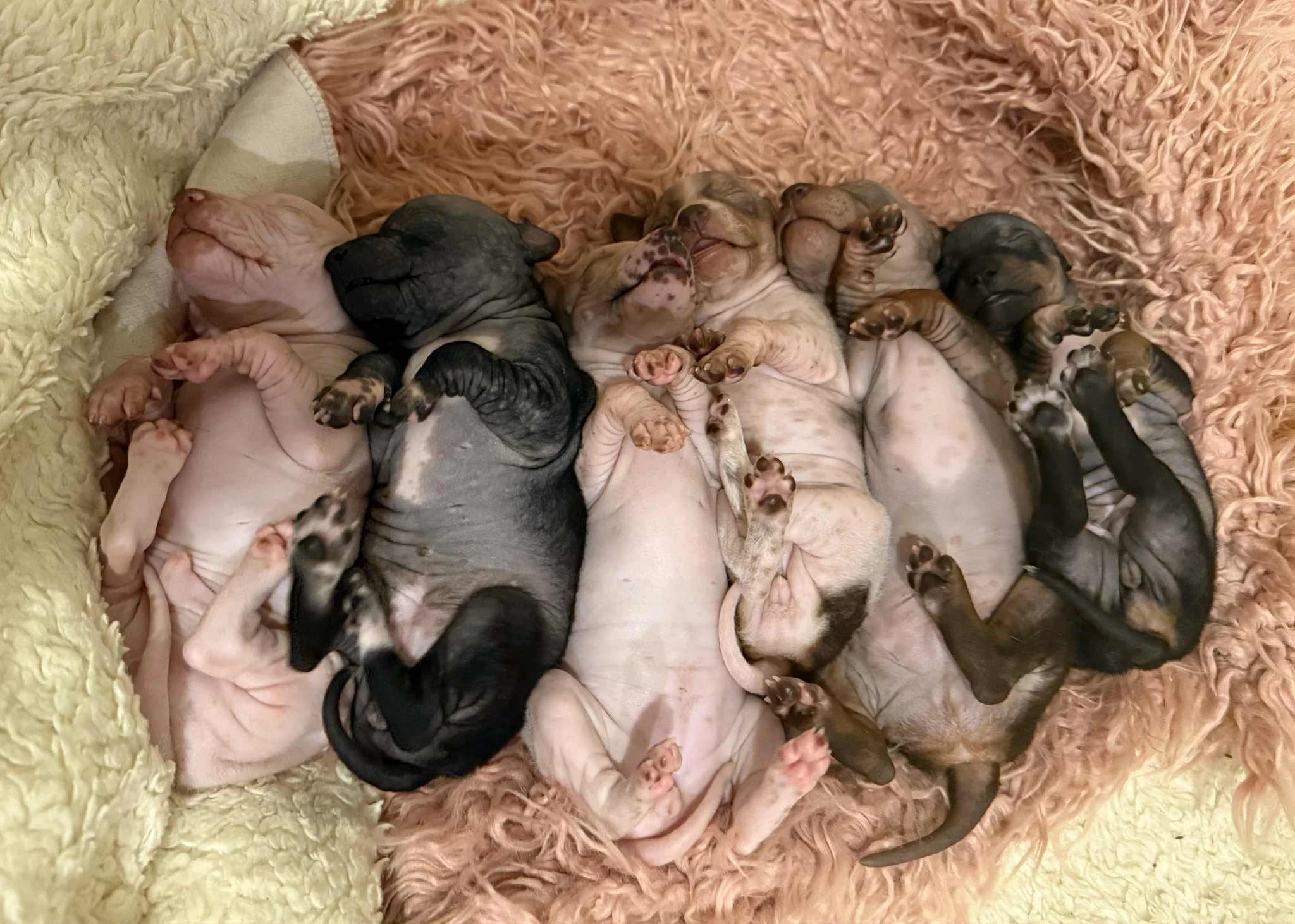 Nahatí kluci s PP pod FCI