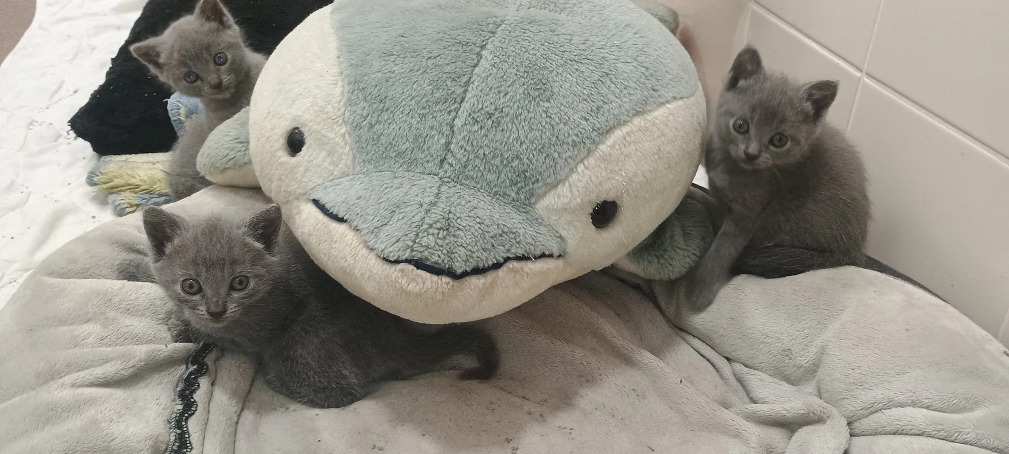 Prodáme kartouzské kotě