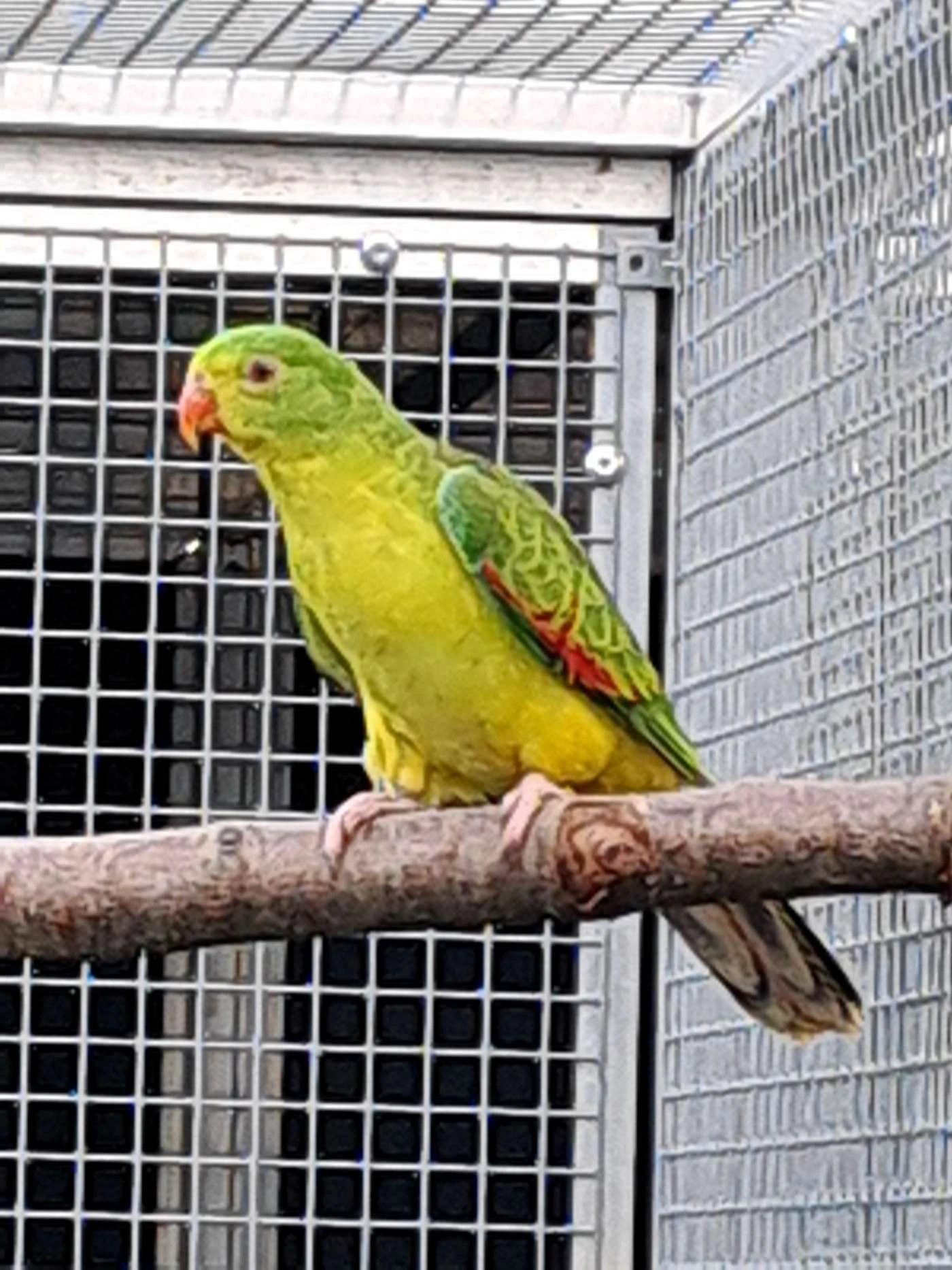 Papoušek červenokřídlý žlutý