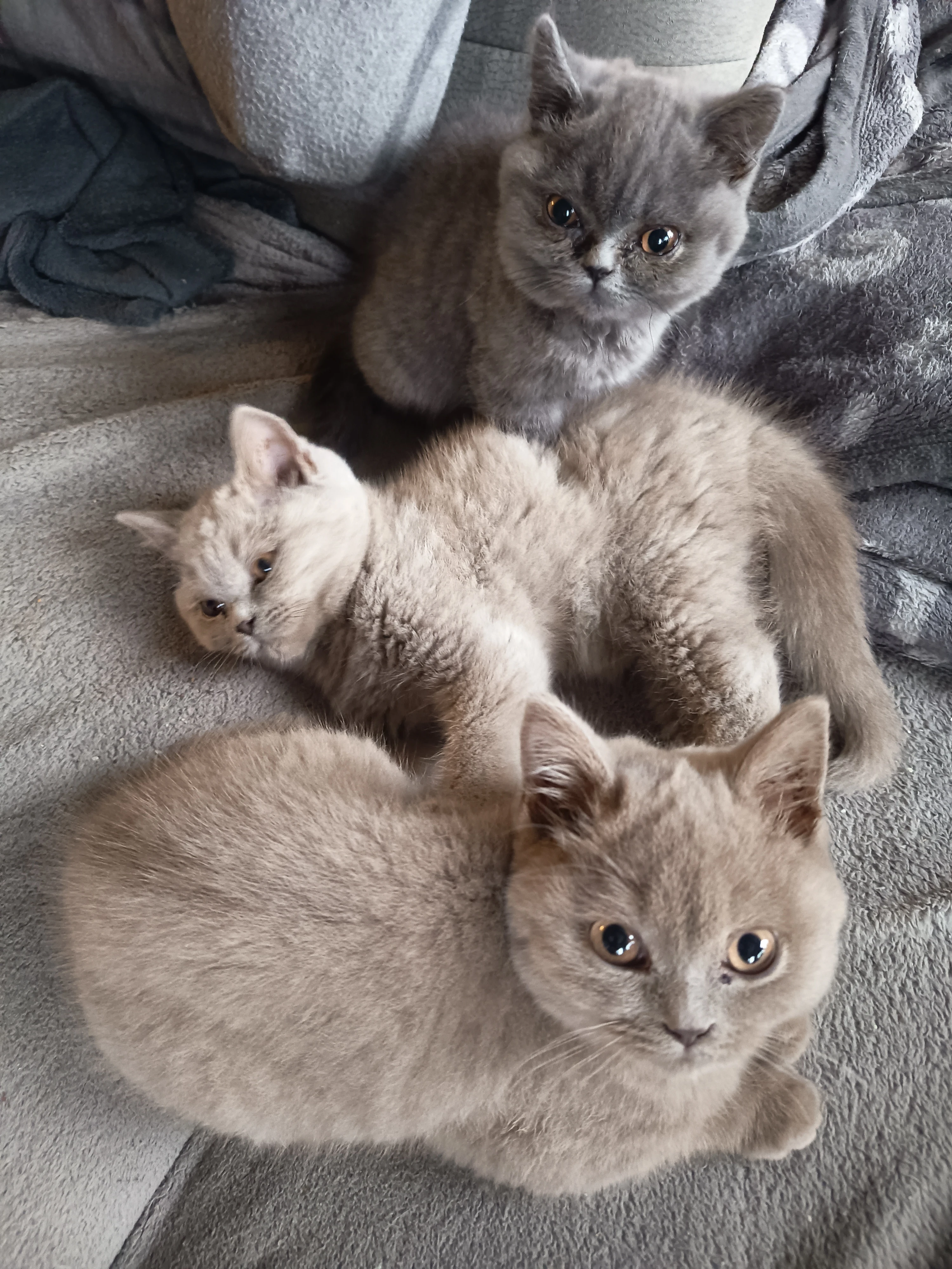 Britská koťátka s PP