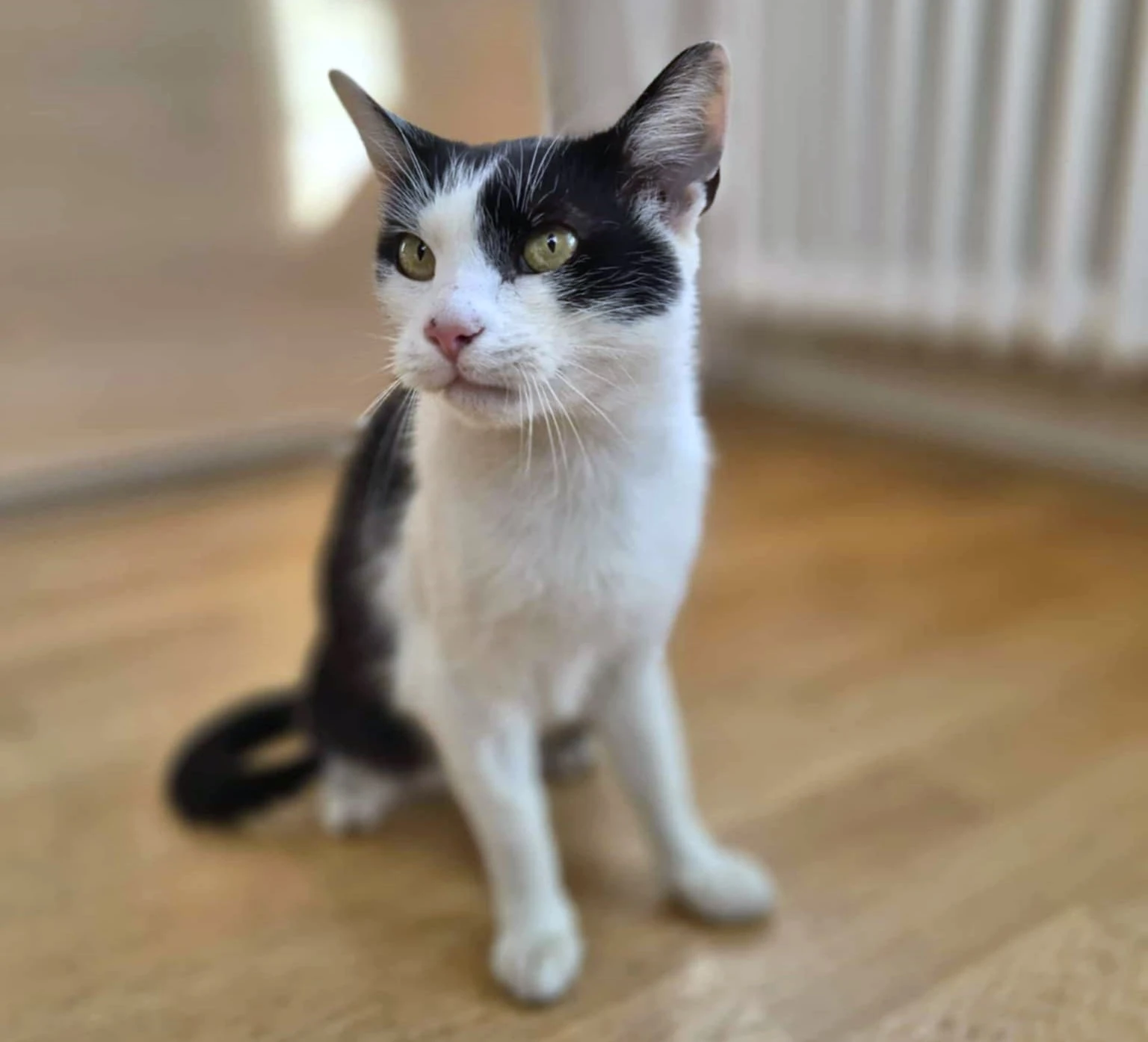 Kocourek Bobík hledá nový domov