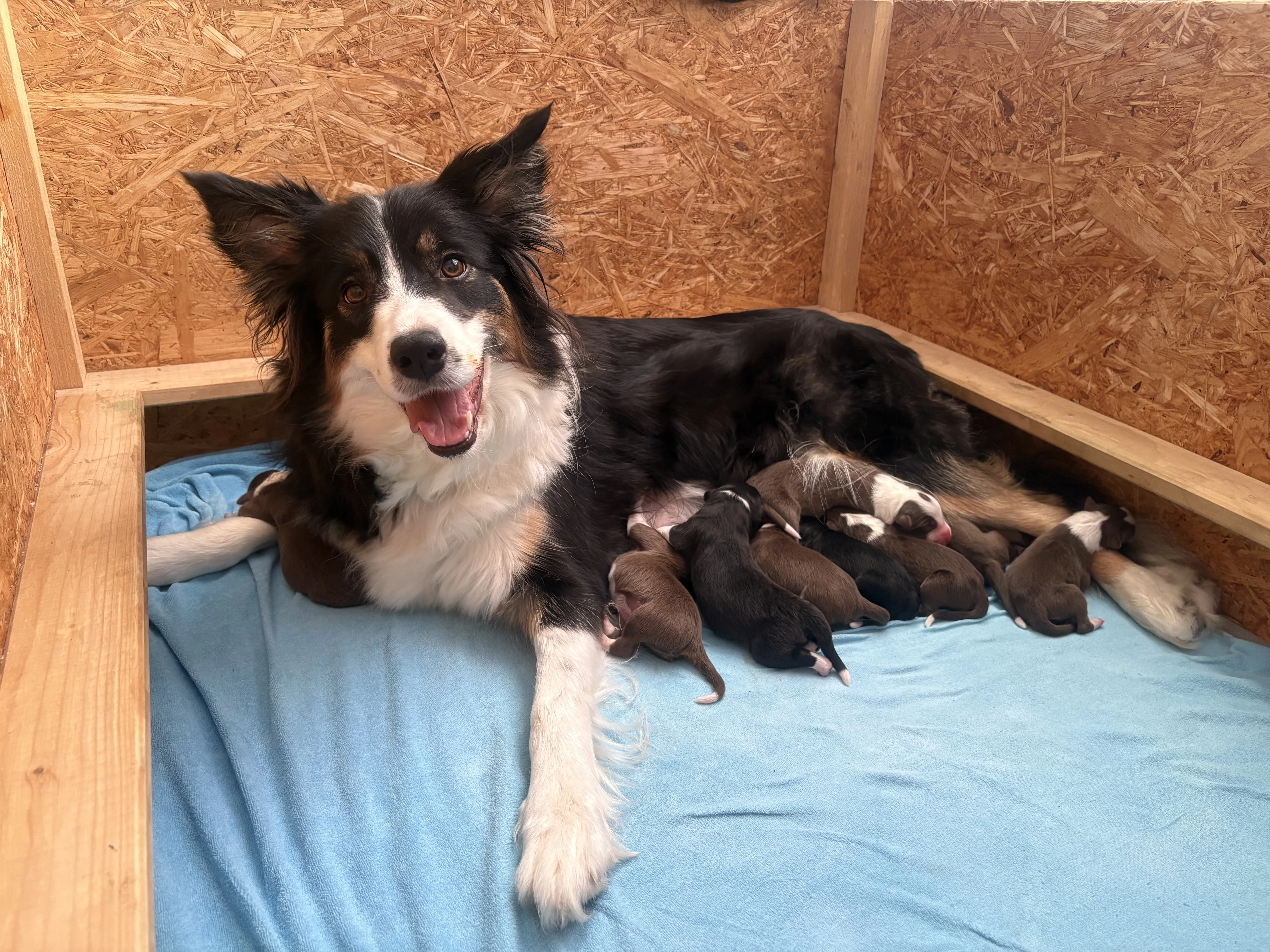 Prodám štěňátka border kolie s PP
