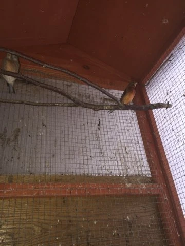 Kříženec po konopce samec