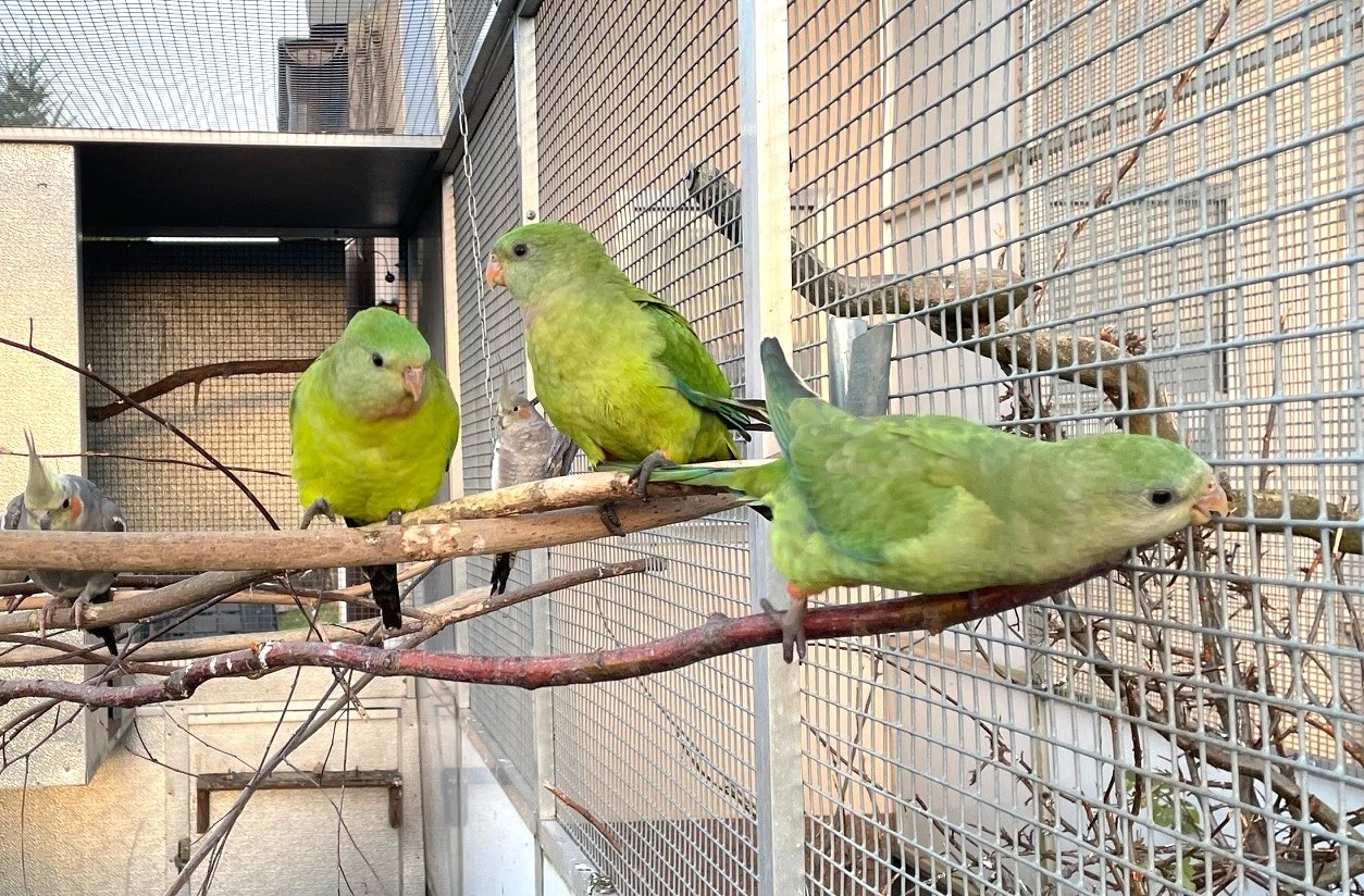 Papoušek nádherný