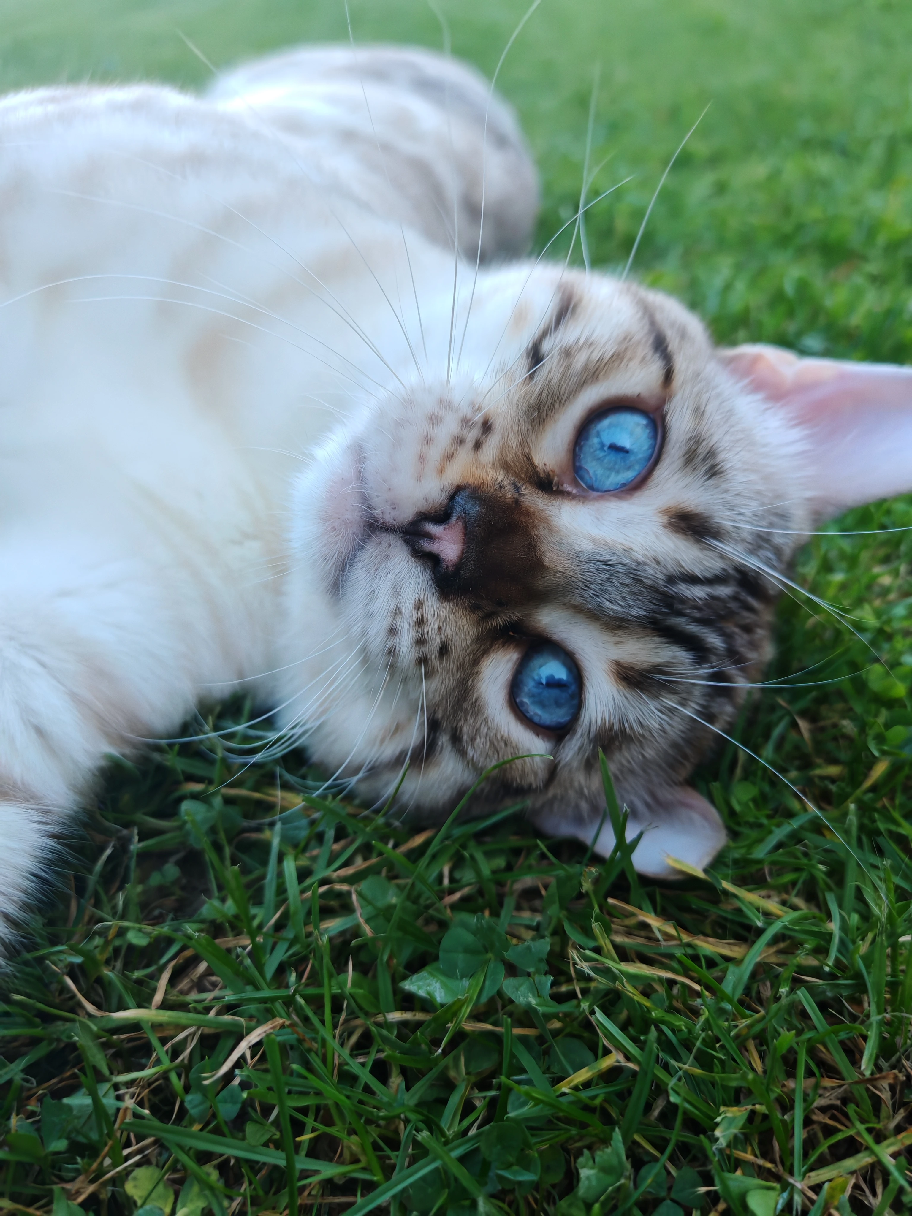 Prodej sněžných bengálskych koťátek