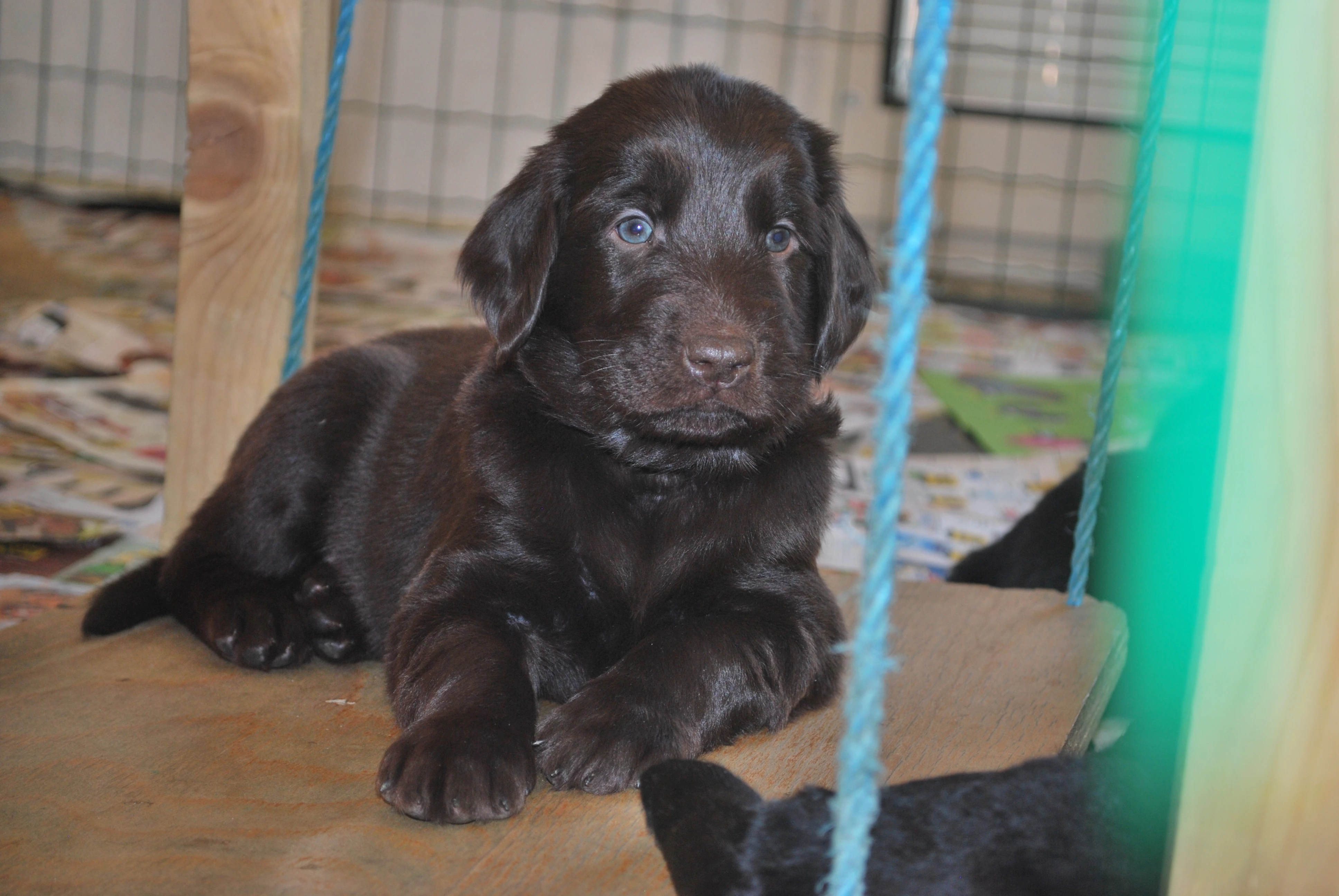 Flat coated retriever - hnědá a černá štěňata