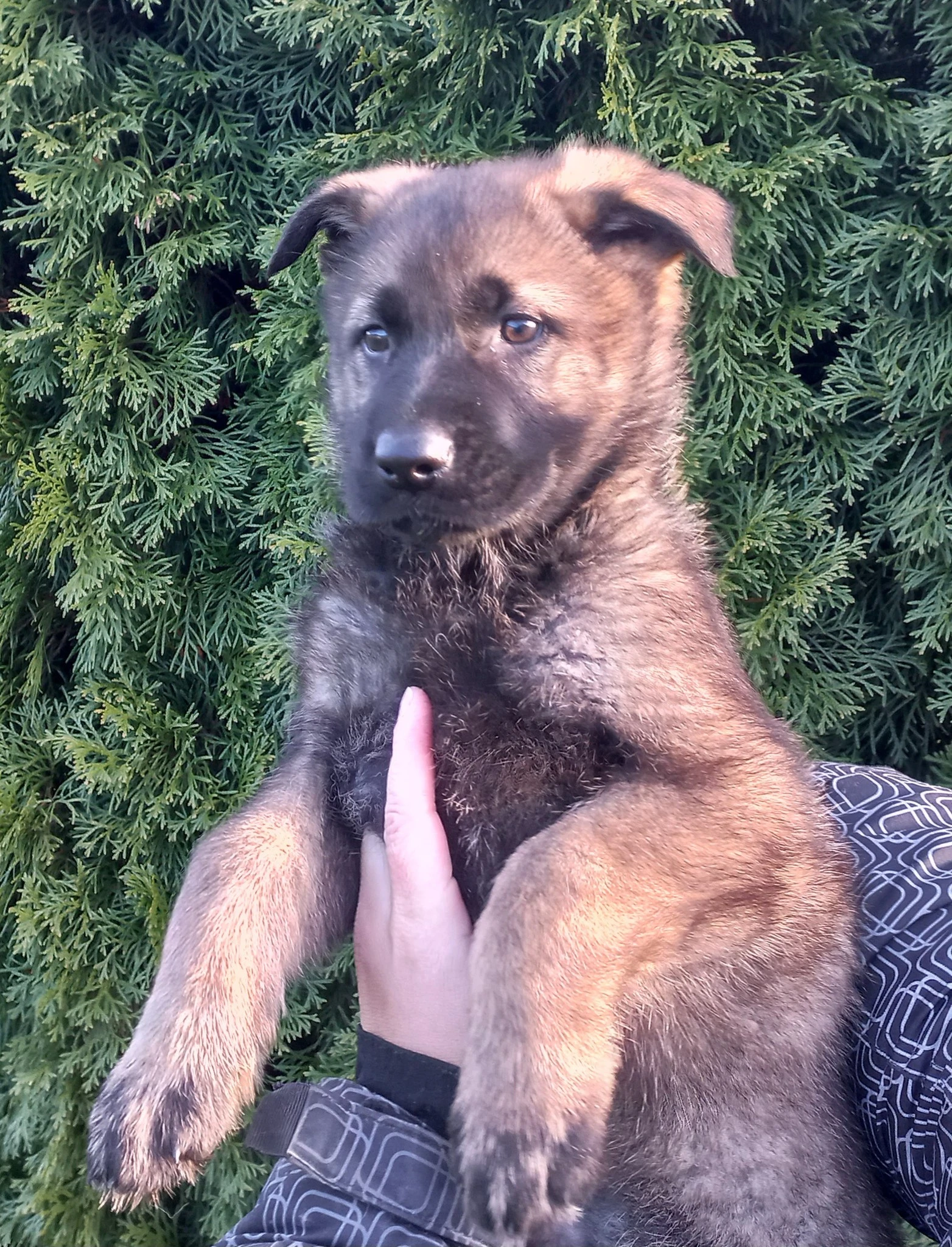 Německý ovčák - štěňata s PP