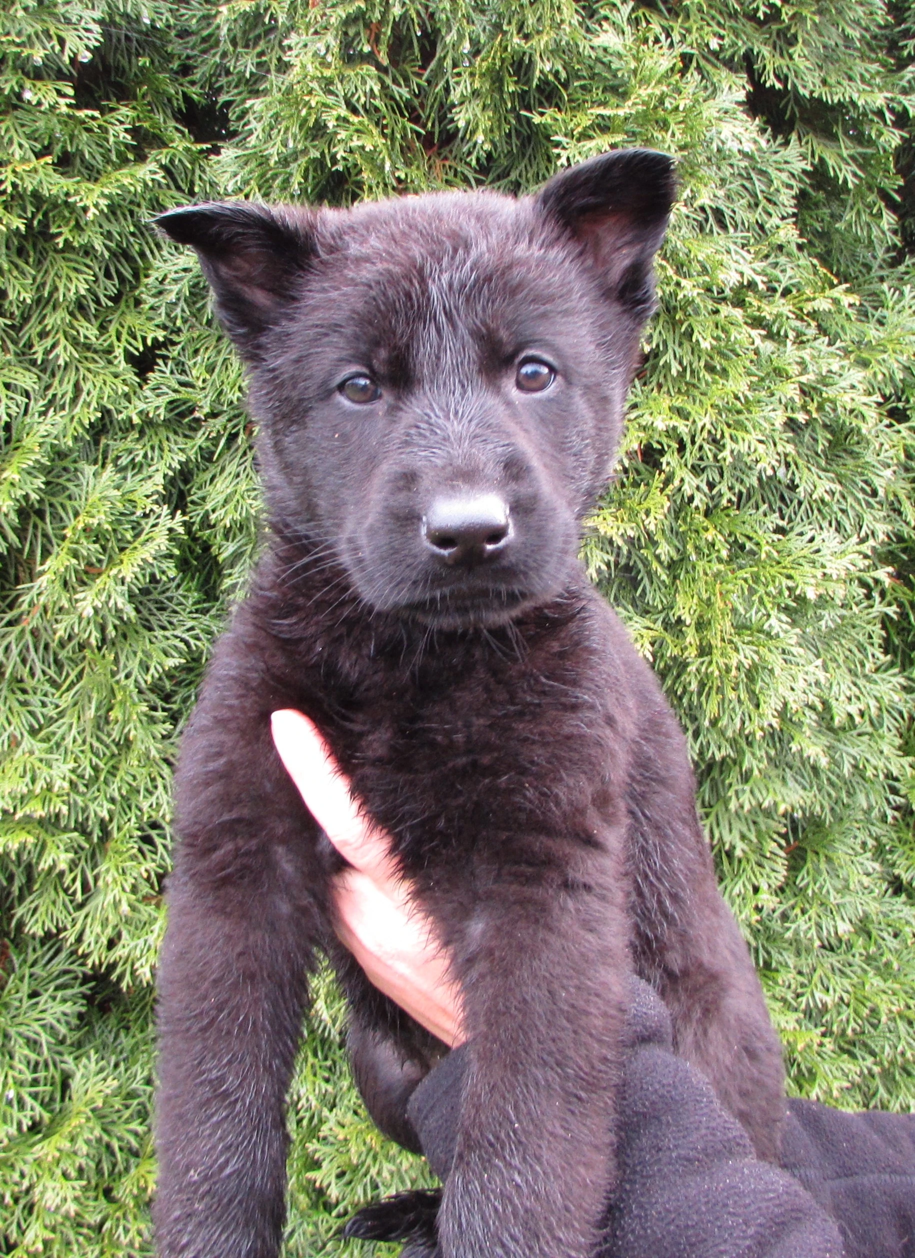 Německý ovčák - feny s PP ihned k odběru