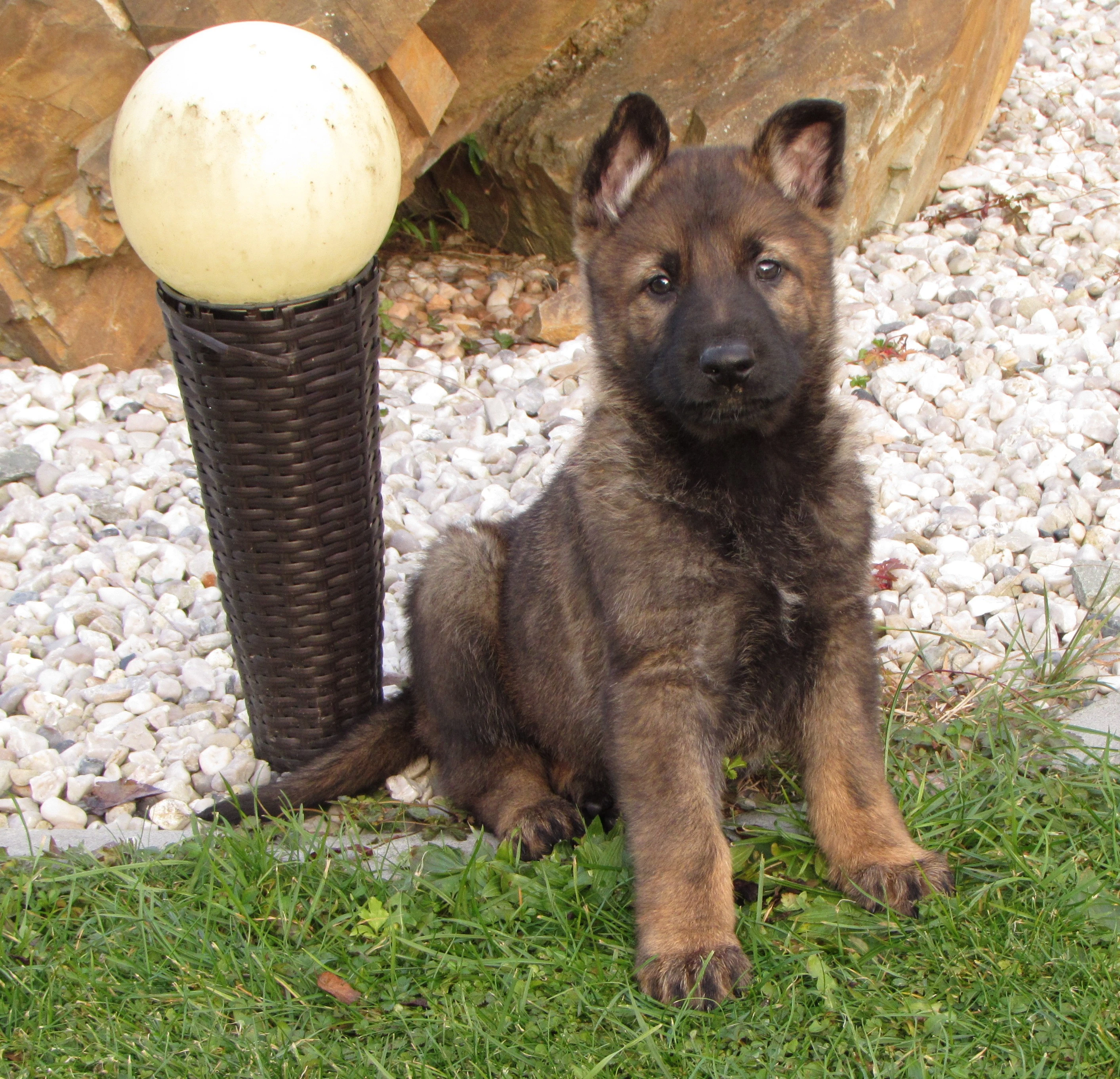 Německý ovčák - feny s PP ihned k odběru