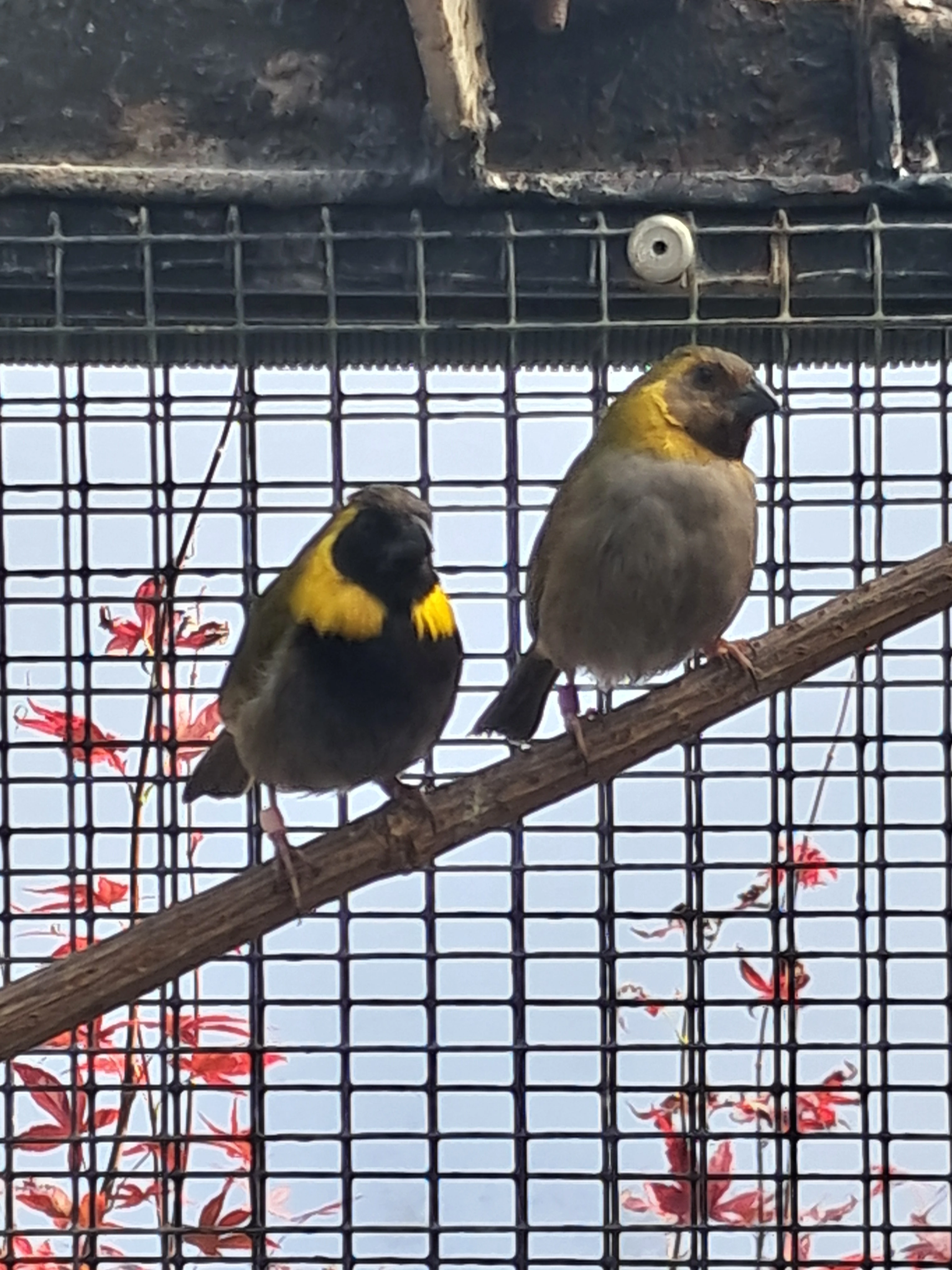 Kubánka malá - 3,8