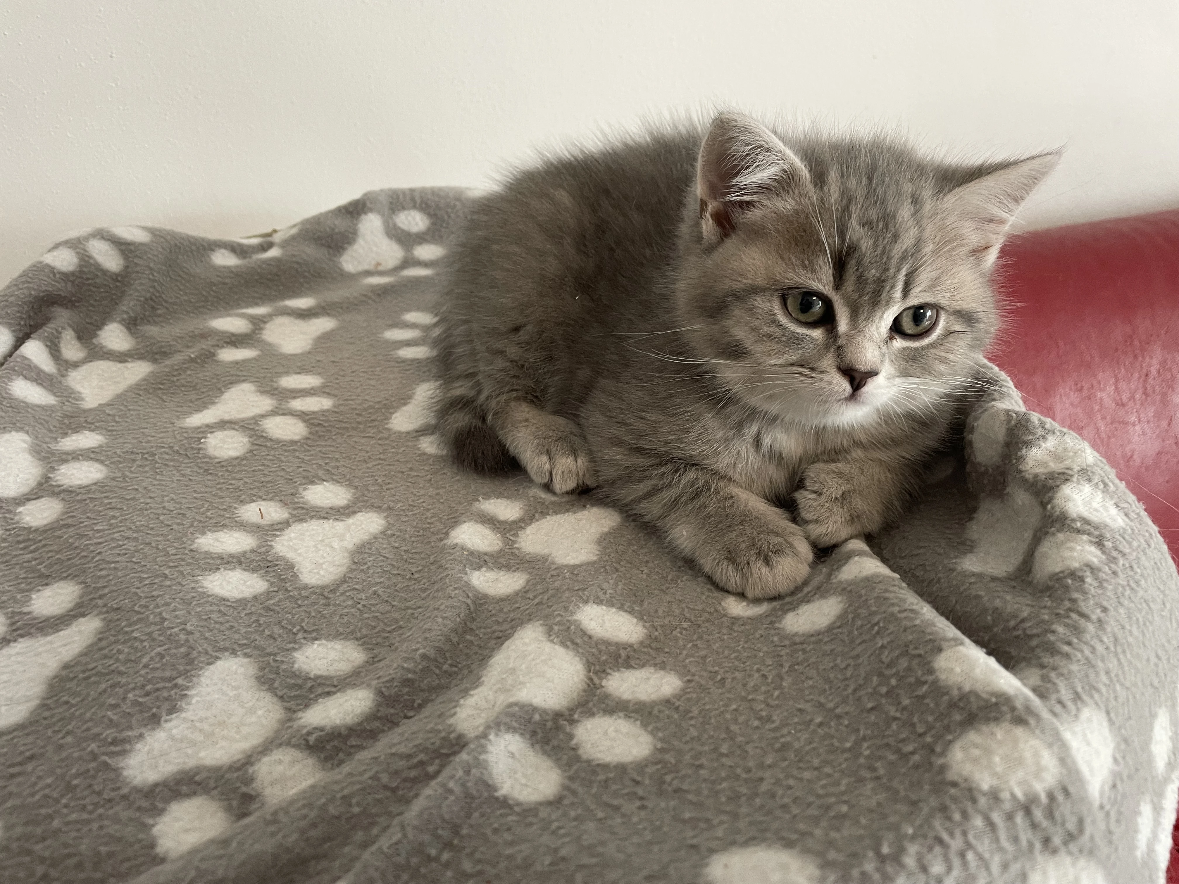 Krásné čistokrevné britské koťátko bez PP (kocourek)