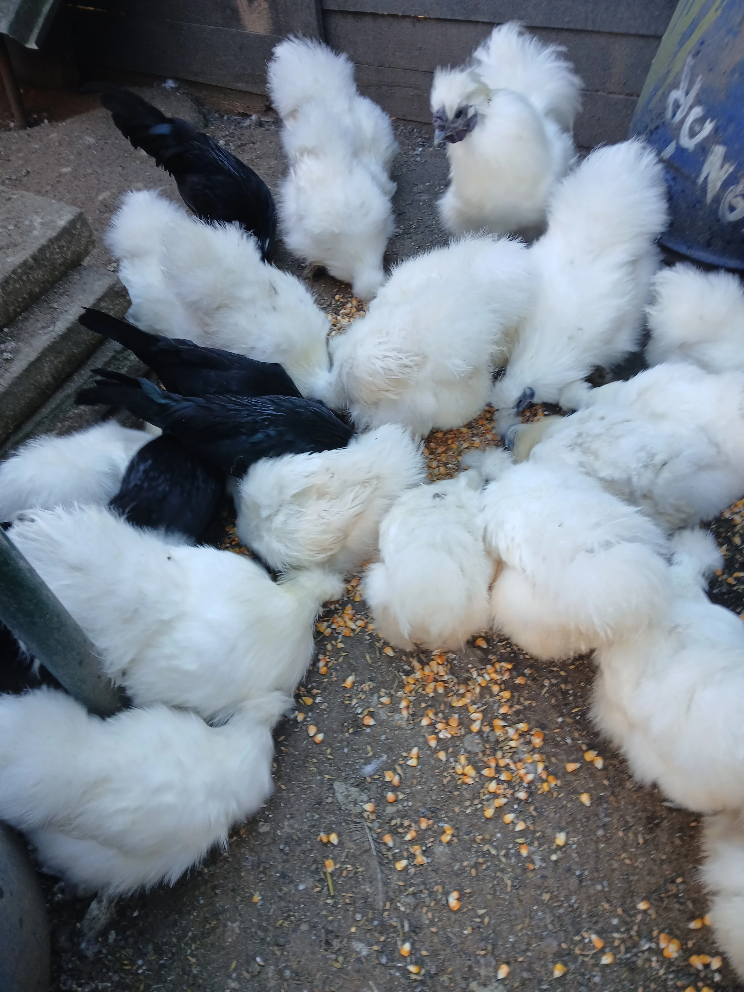 Prodám Hedvábničky