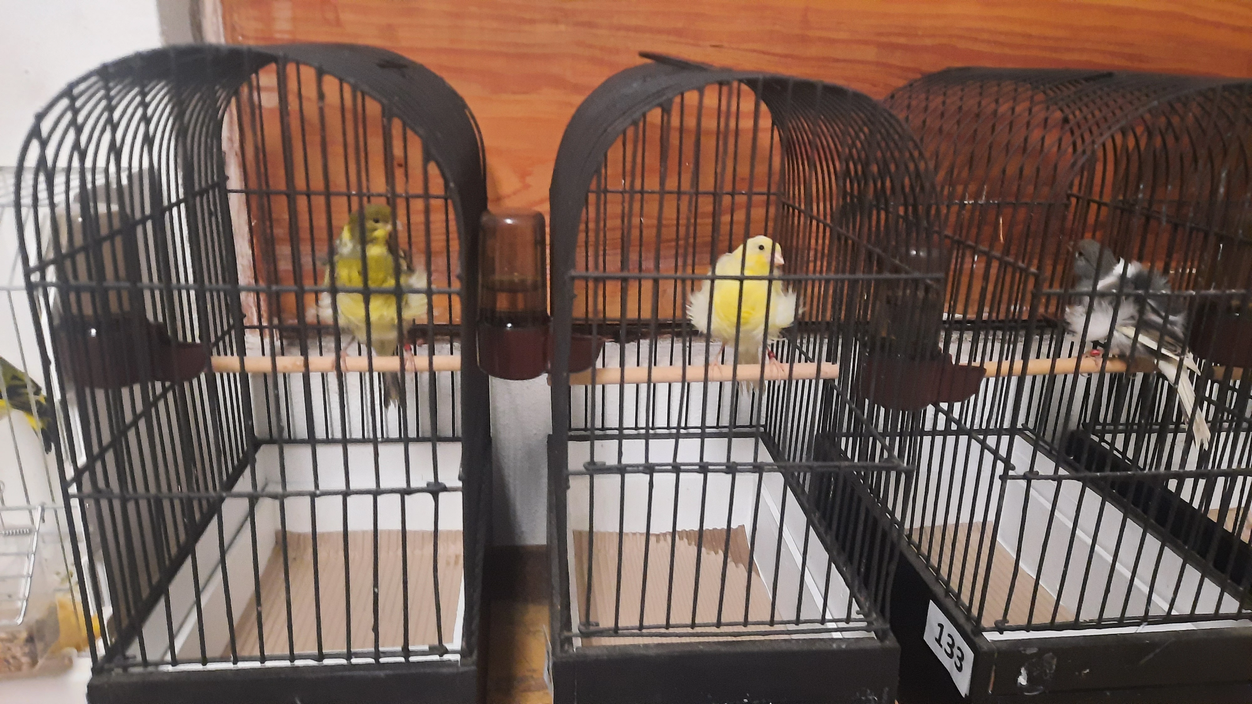 Severní Holanďané