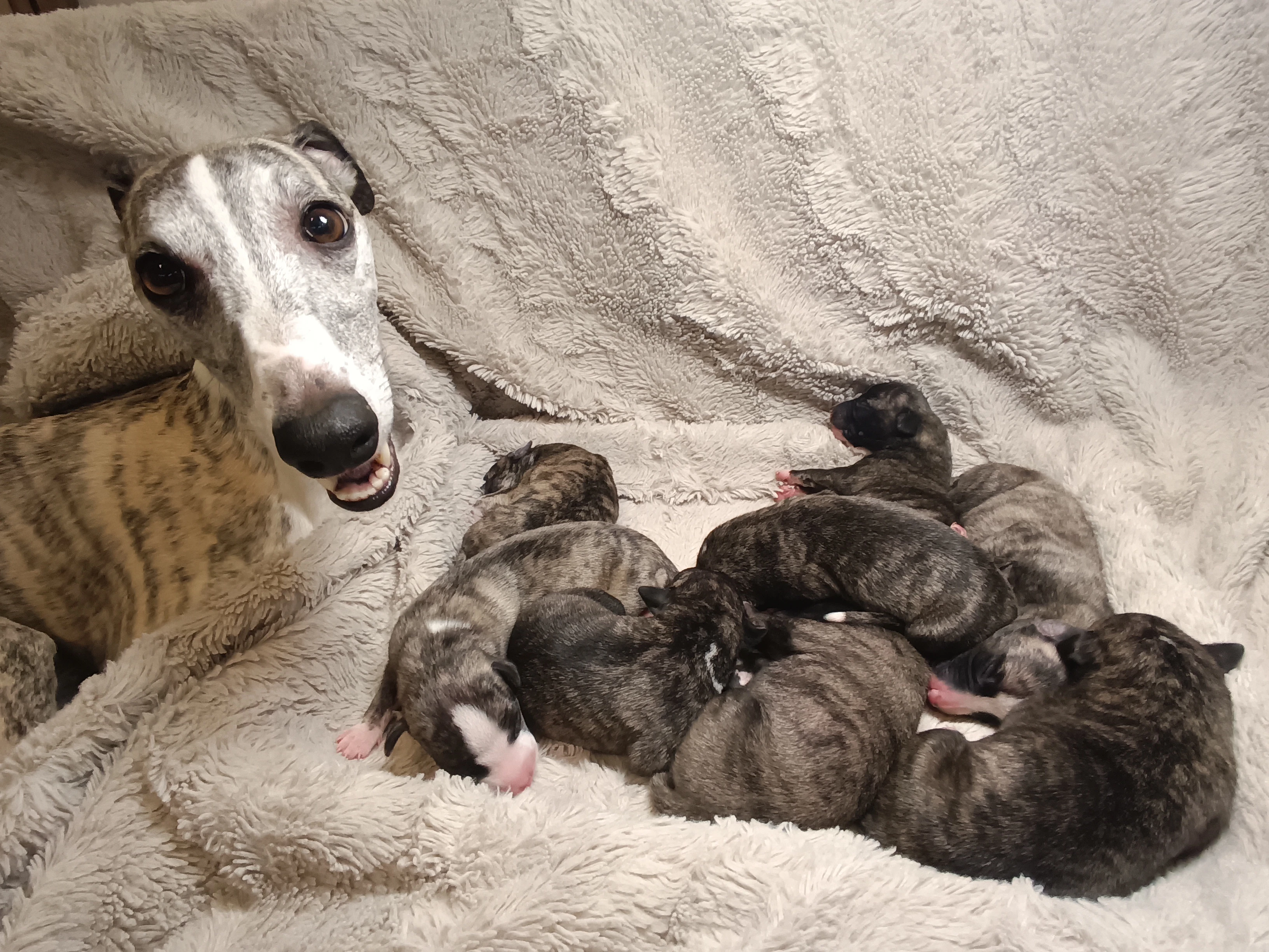 Vipet/Whippet - prodej štěňat s PP