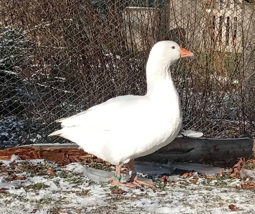 Husa česká - letošní husička