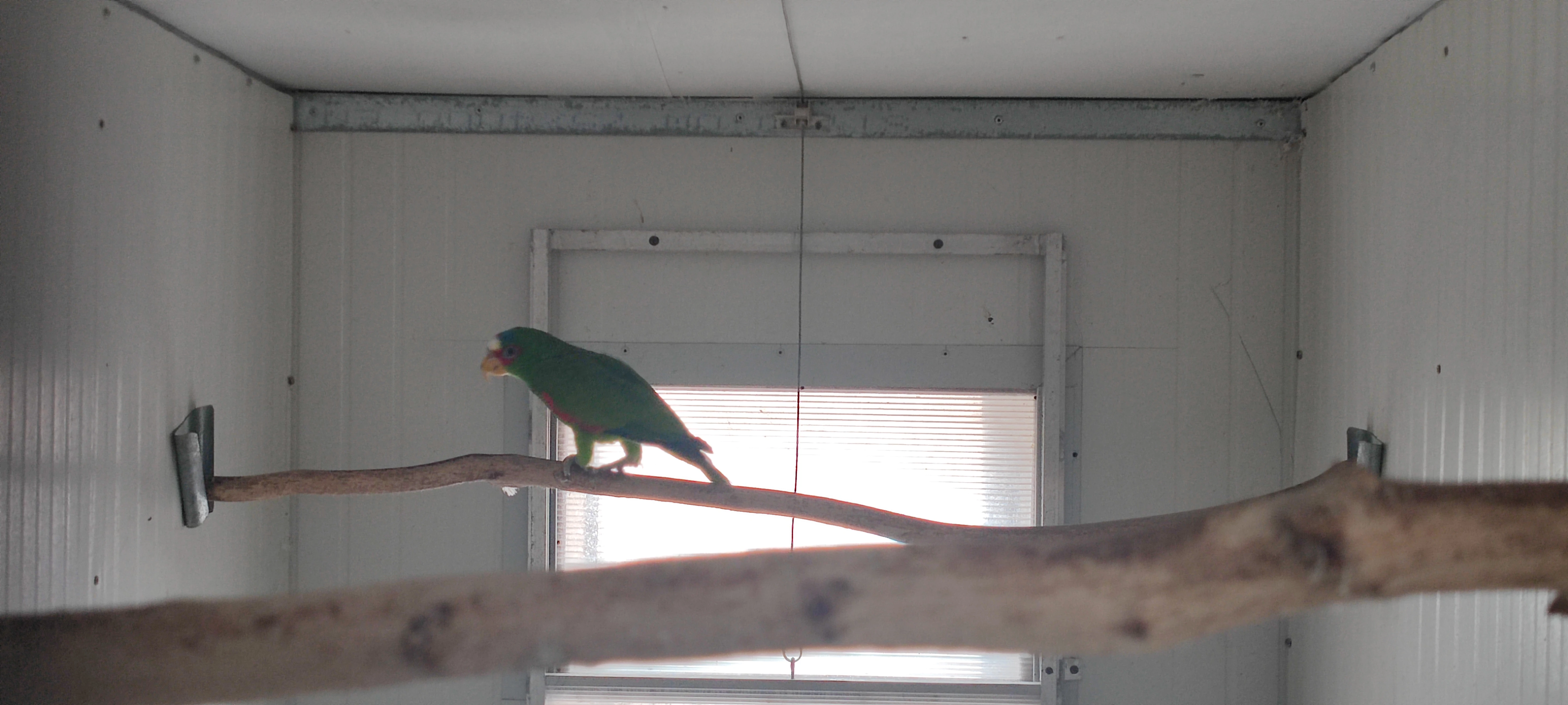 Amazoňan běločelý