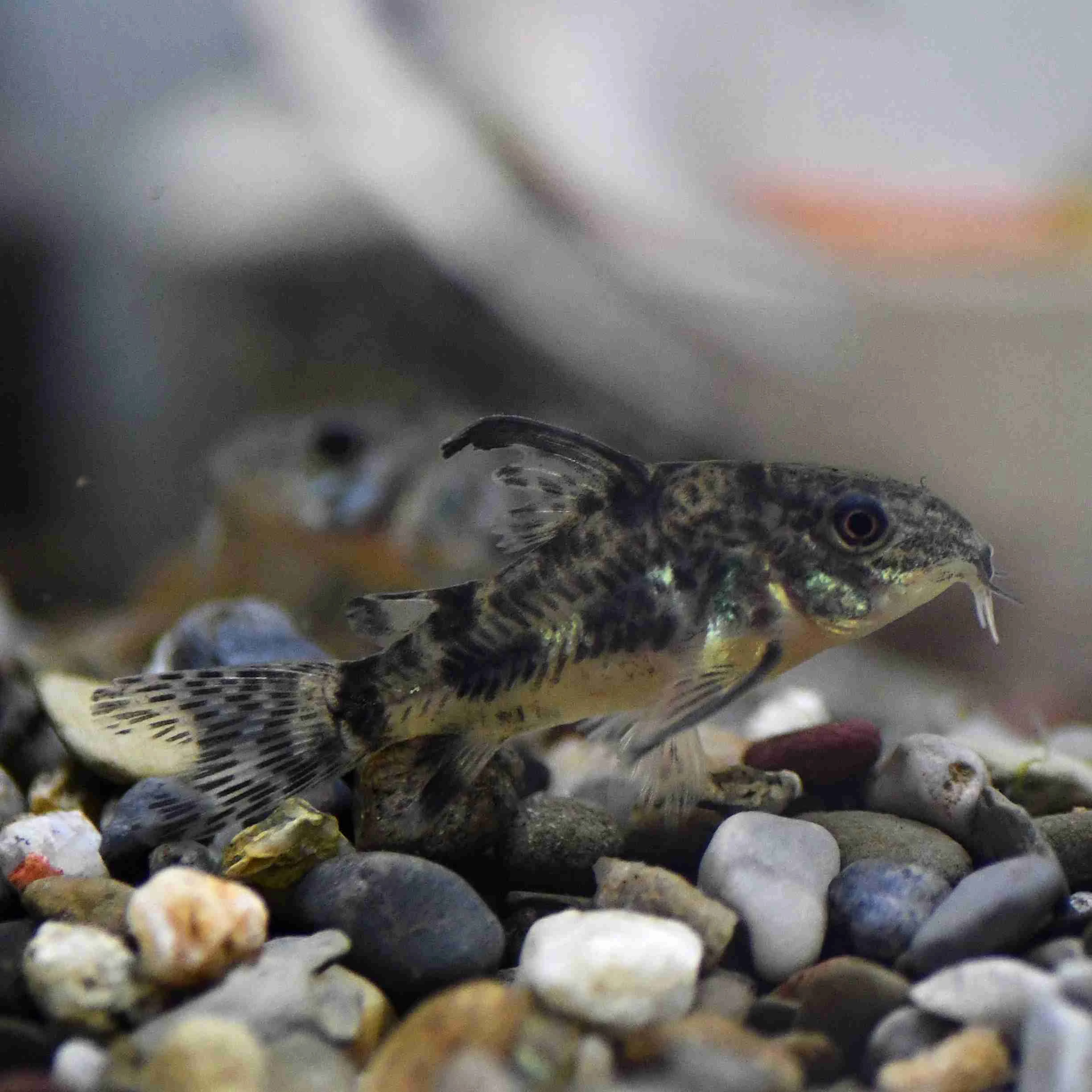 Pancéřníček skvrnitý