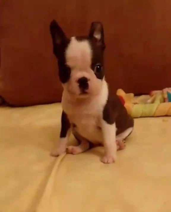 Boston,Bostonský teriér,Boston Terrier