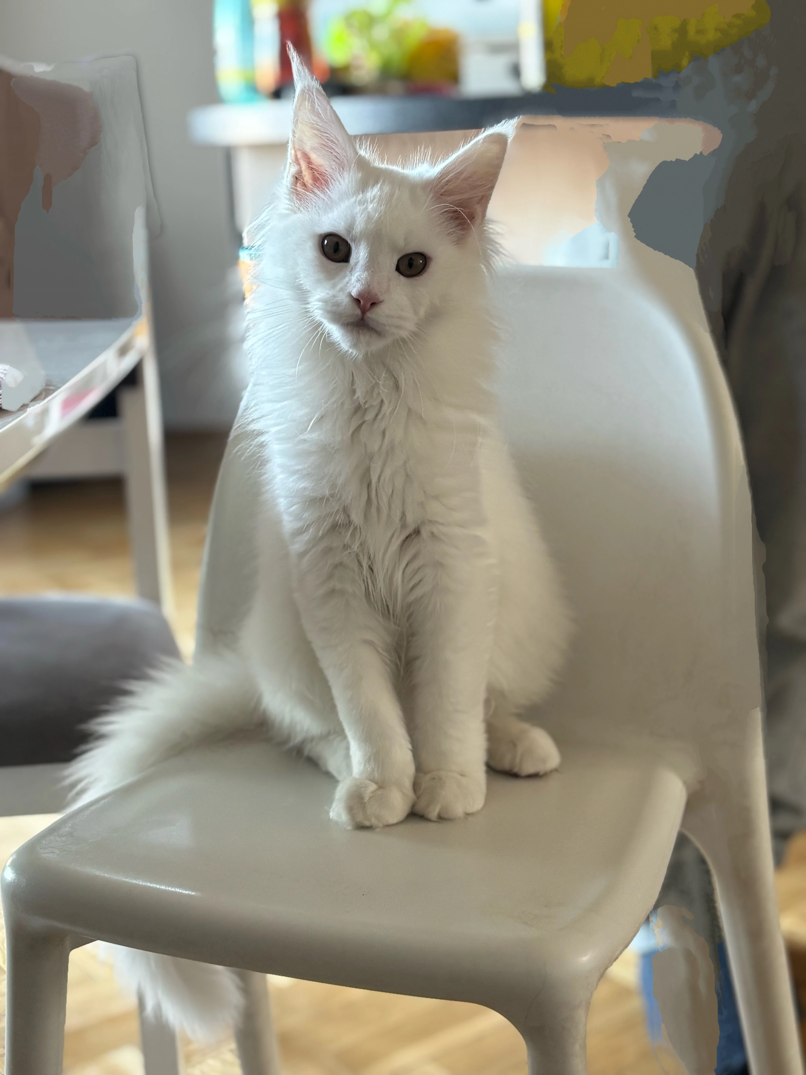 Bílá mainská mývalí s PP