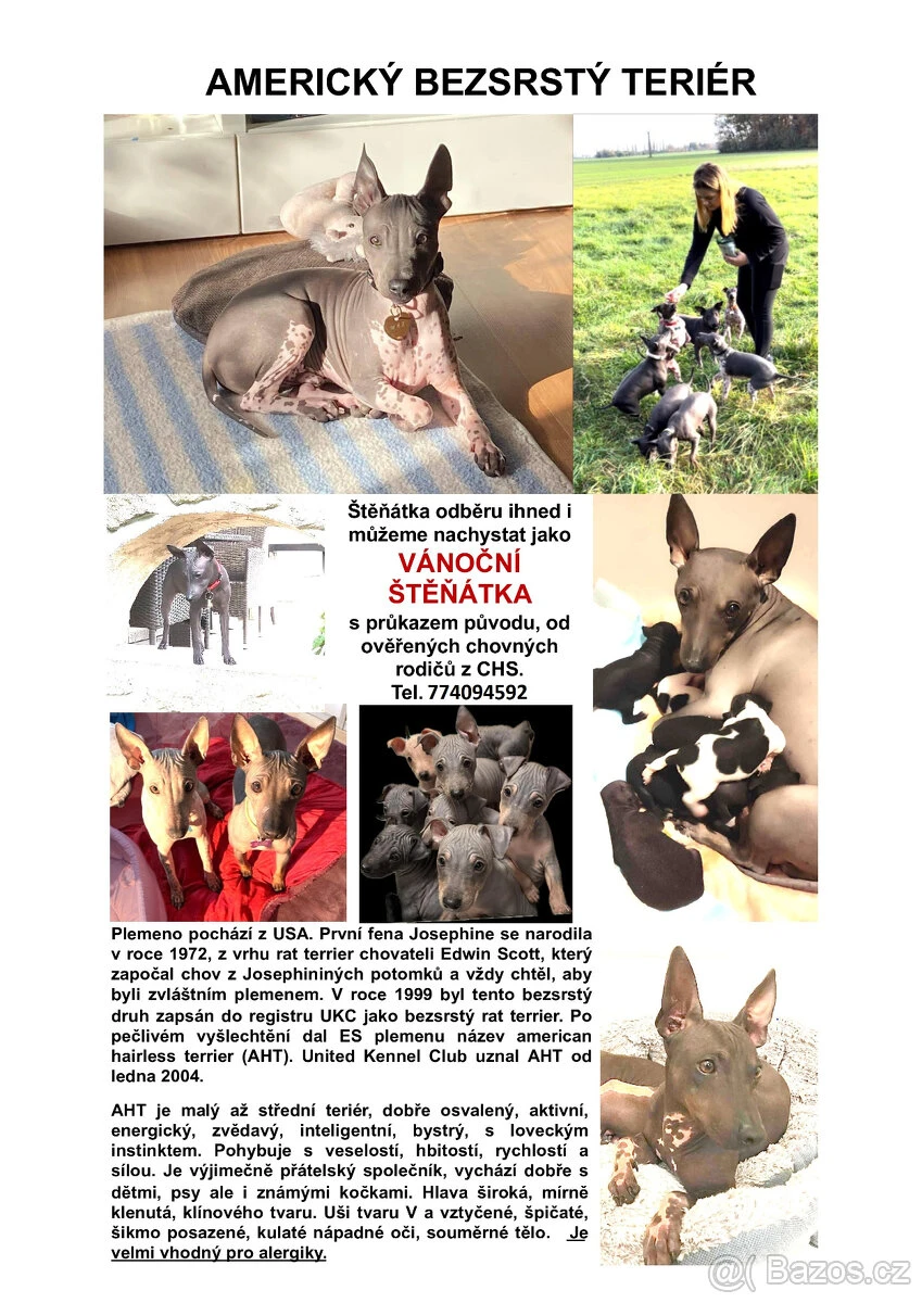 Americký bezsrstý teriér