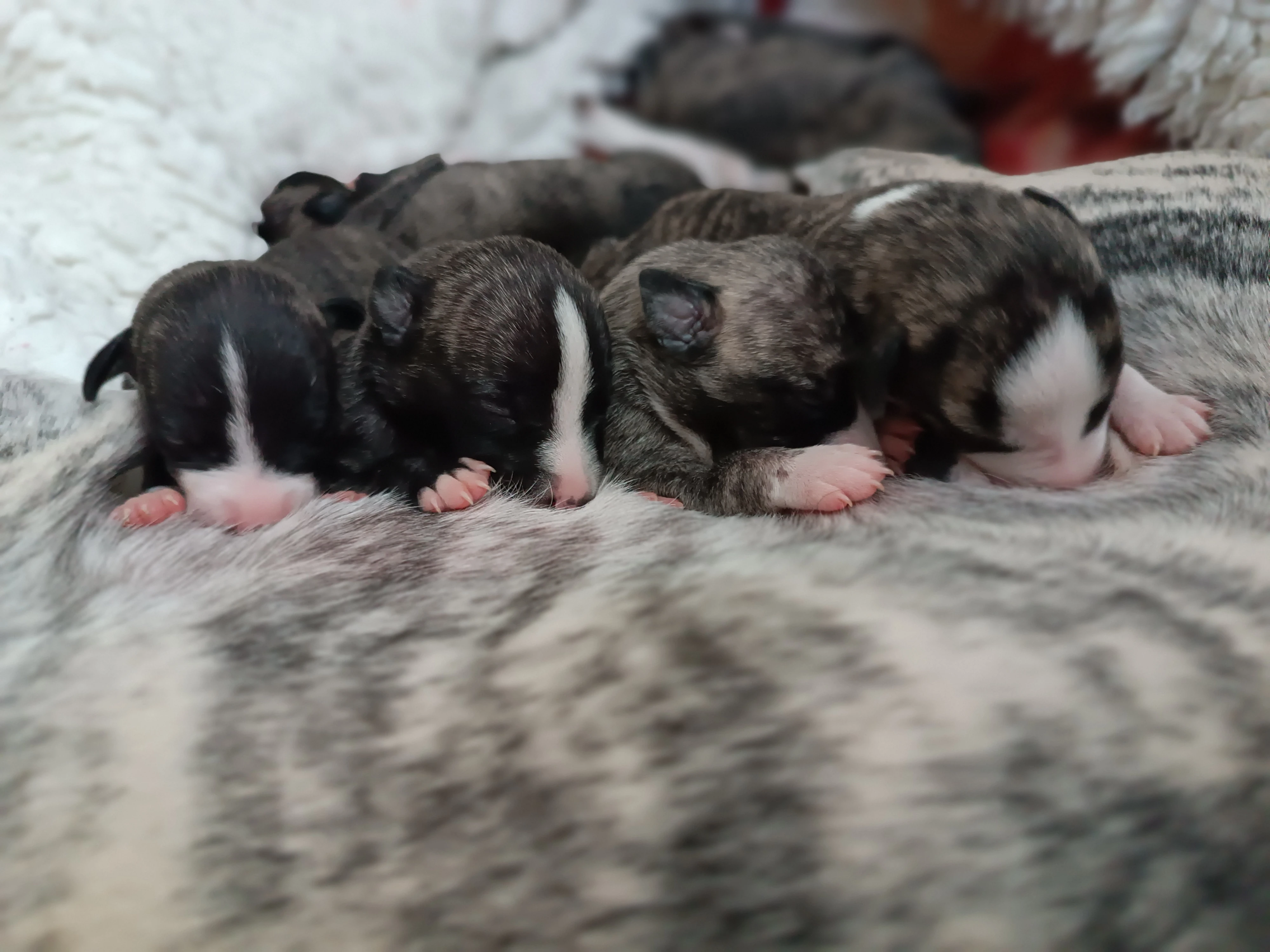 Vipet/Whippet - prodej štěňat s PP (FCI)