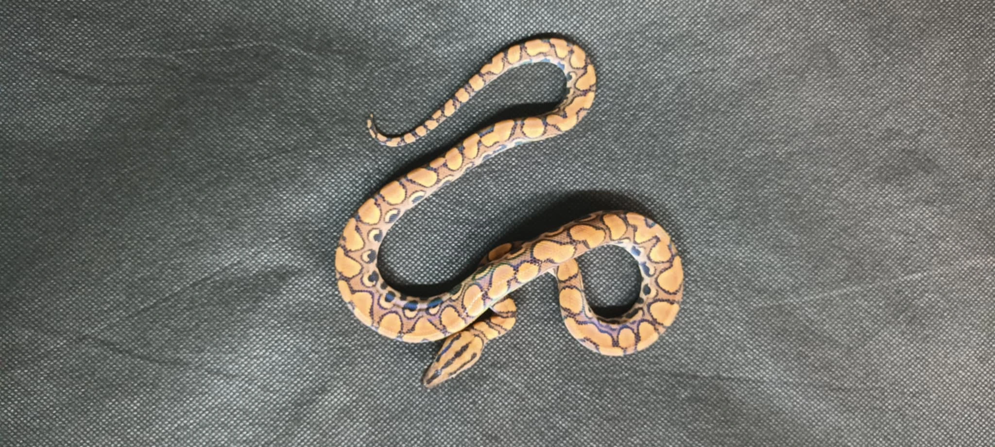 Hroznýšovec duhový - Epicrates cenchria cenchria