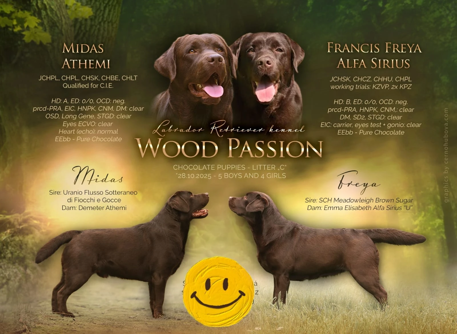 CHS Wood Passion nabízí štěňátka z vrhu "C"