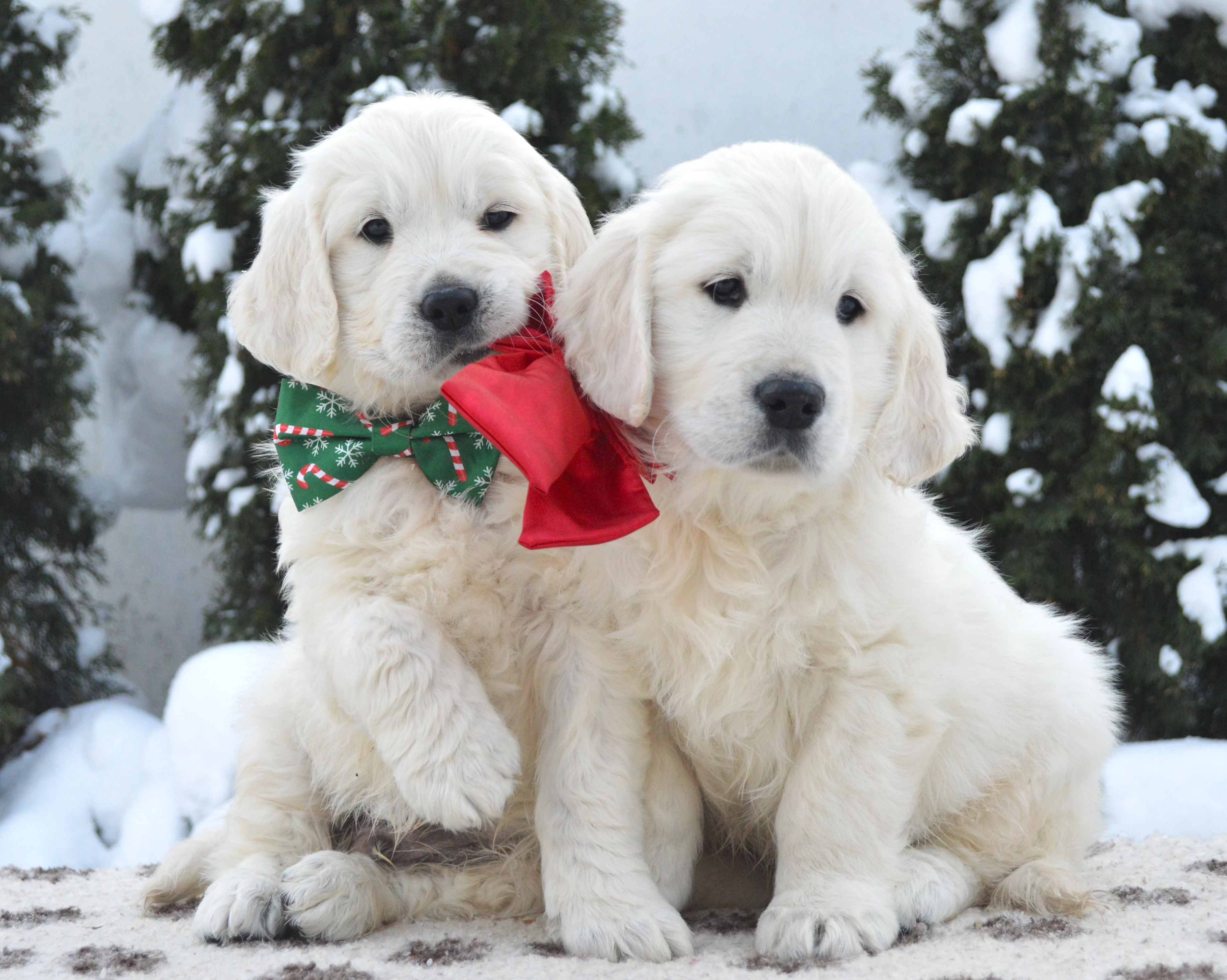 Zlatý retrívr s PP - pejsek