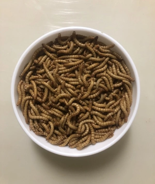 Prodej larev - Potemník moučný