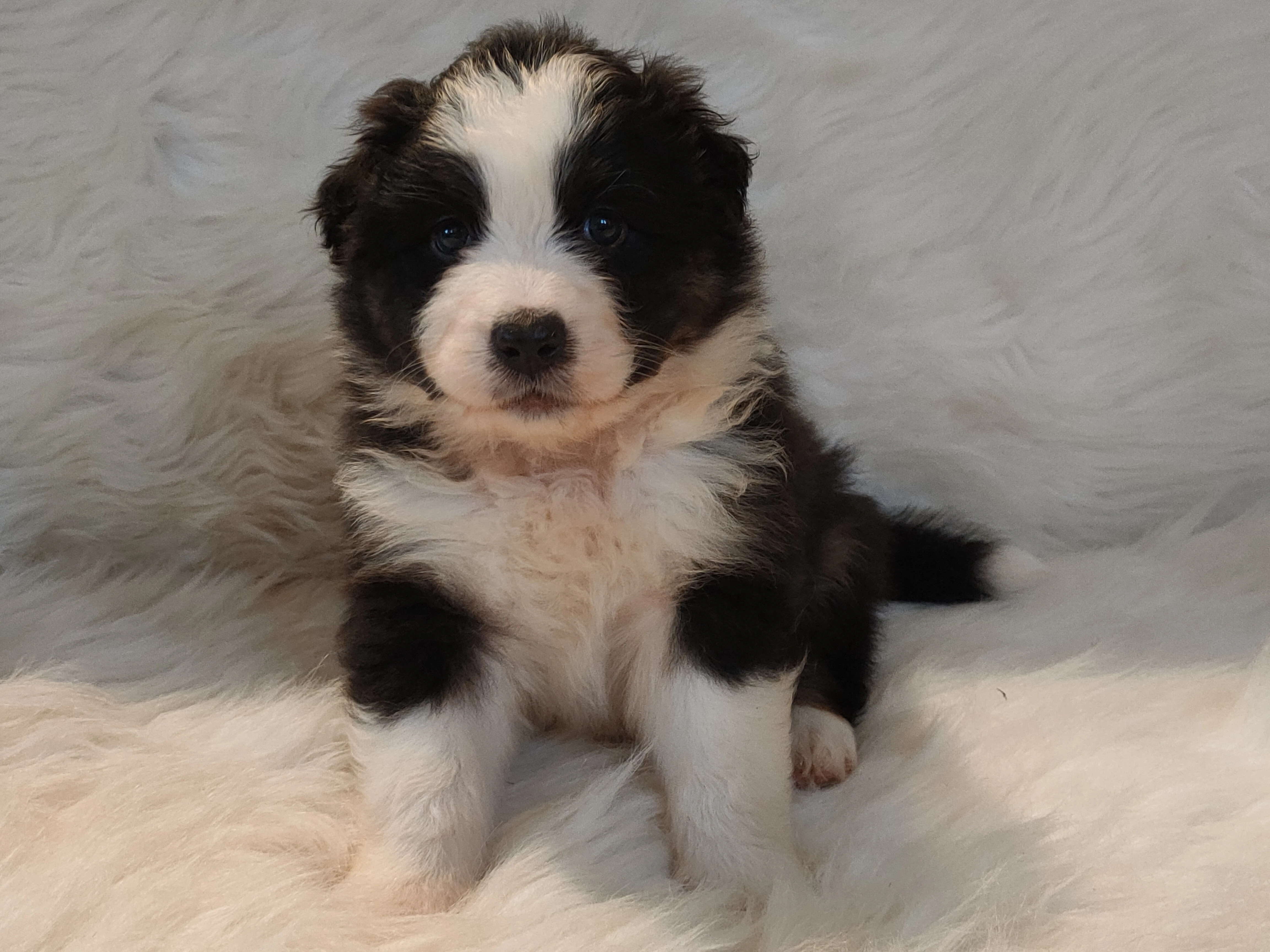 Australský ovčák s PP - fenečky k rezervaci