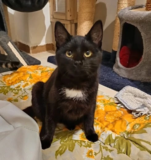 Kočička Barunka hledá nový domov