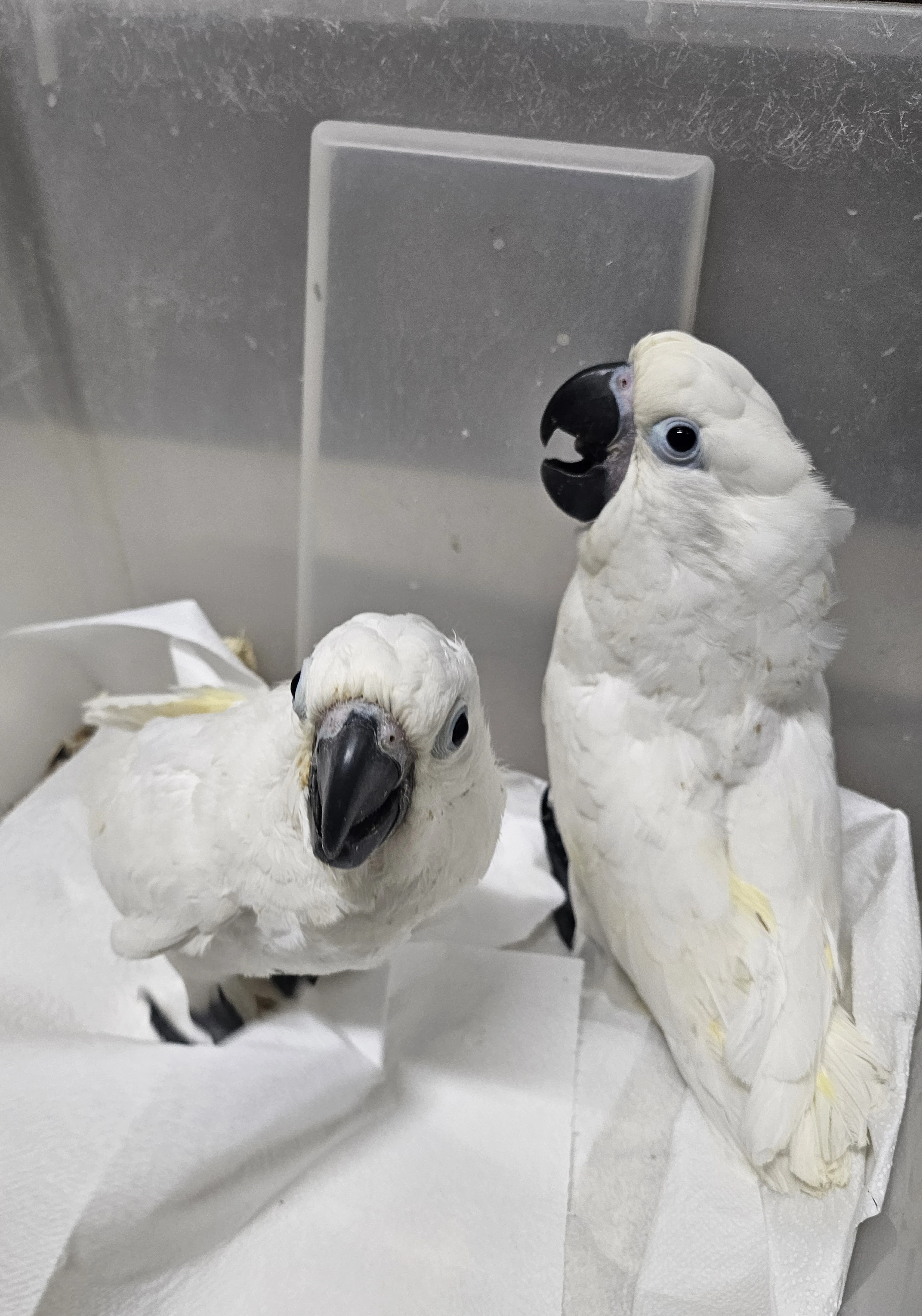 Kakadu Bílý Alba 2,0