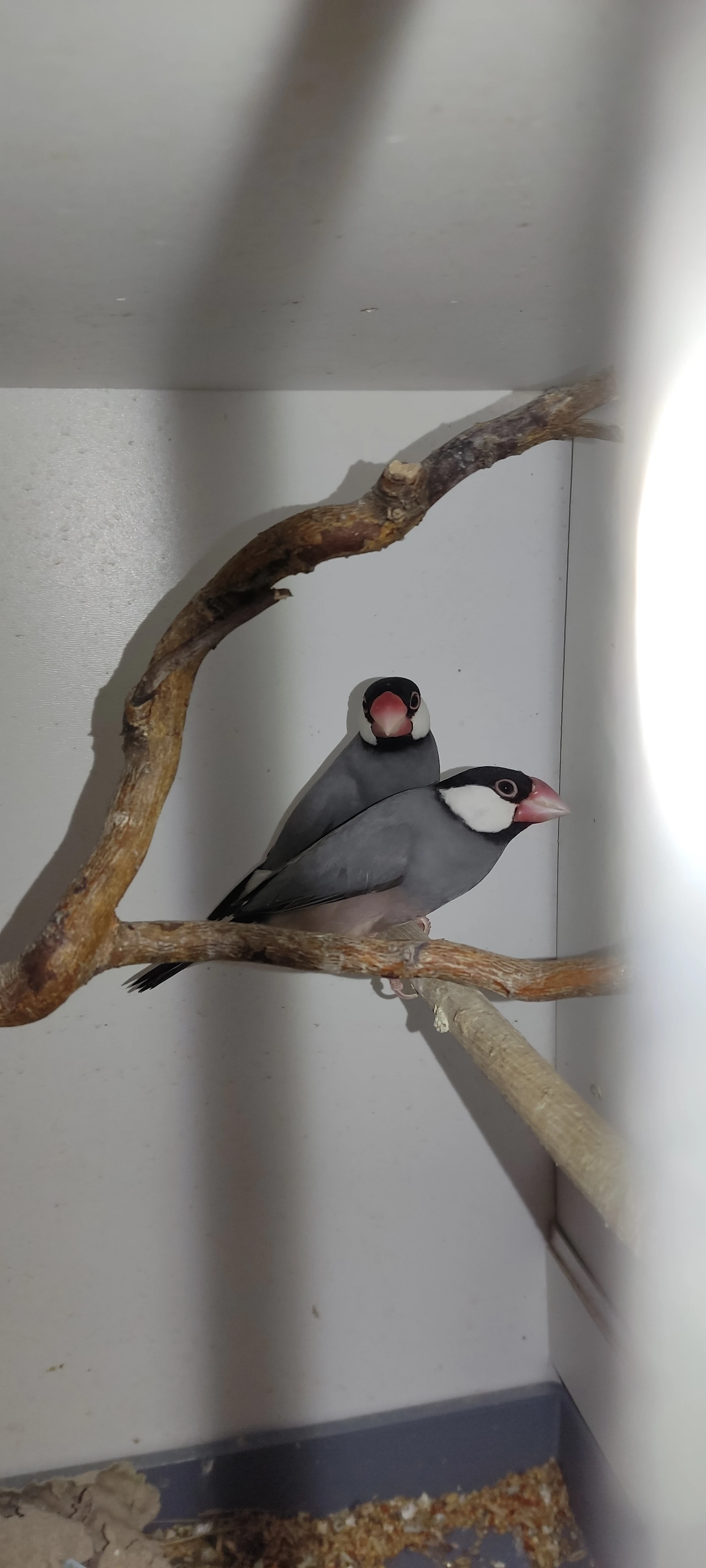 Prodám rýžovníky šedé