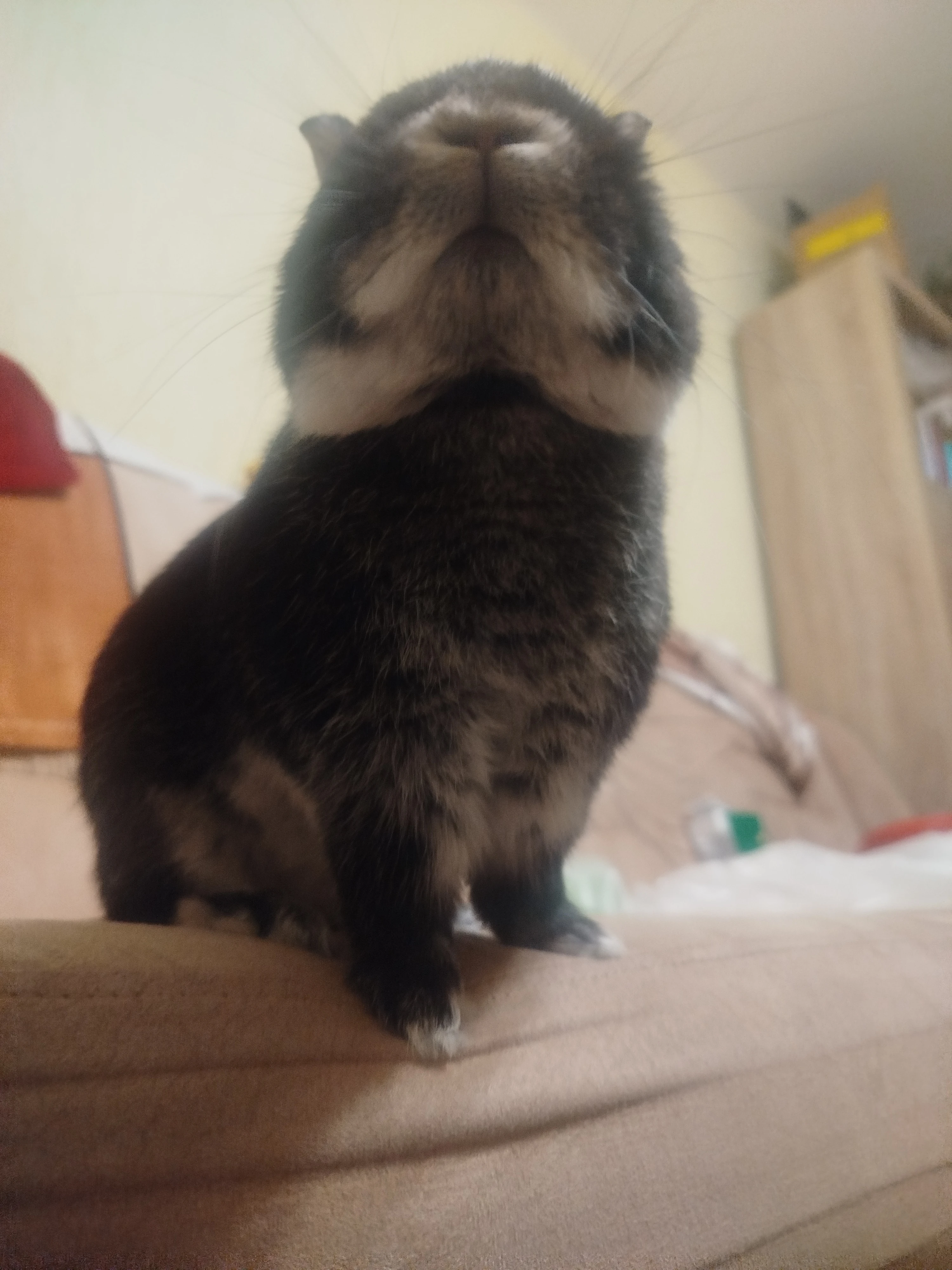 Bunny Tinder - sameček hledá samičku